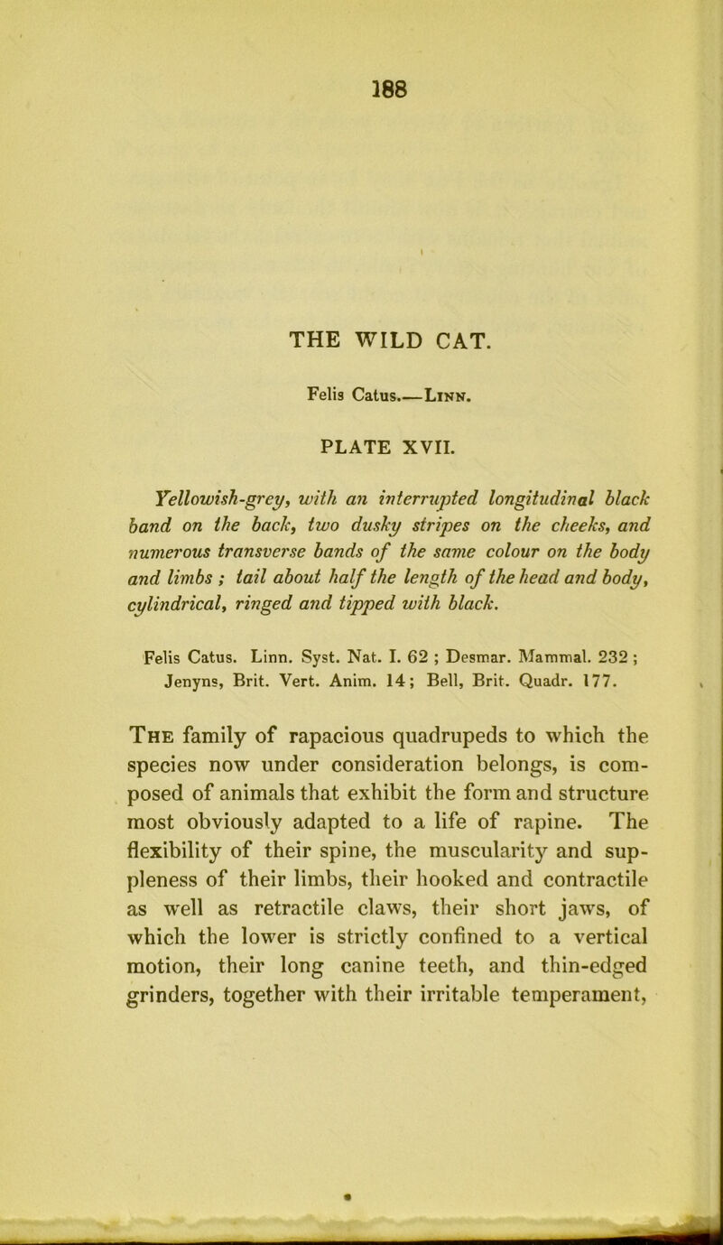 THE WILD CAT. Felis Catus.—Linn. PLATE XVII. Yellowish-grey, with an interrupted longitudinal black hand on the back, two dusky stripes on the cheeks, and numerous transverse bands of the same colour on the body and limbs ; tail about half the length of the head and body, cylindrical, ringed and tipped with black. Felis Catus. Linn. Syst. Nat. I. 62 ; Desmar. Mammal. 232 ; Jenyns, Brit. Vert. Anim. 14; Bell, Brit. Quadr. 177. The family of rapacious quadrupeds to which the species now under consideration belongs, is com- posed of animals that exhibit the form and structure most obviously adapted to a life of rapine. The flexibility of their spine, the muscularity and sup- pleness of their limbs, their hooked and contractile as w^ell as retractile claws, their short ja%vs, of which the lower is strictly confined to a vertical motion, their long canine teeth, and thin-edged grinders, together with their irritable temperament,