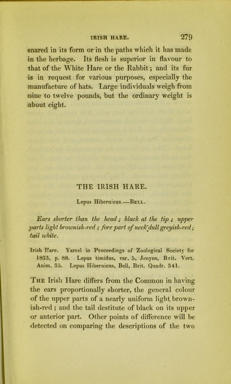 snared in its form or in the paths which it has made in the herbage. Its flesh is superior in flavour to that of the White Hare or the Rabbit; and its fur is in request for various purposes, especially the manufacture of hats. Large individuals weigh from nine to twelve pounds, but the ordinary M^eight is about eight. THE IRISH HARE, Lepus Hibernicus.—Bell. Ears shorter than the head; black at the tip ; upper parts light brownish-red ,* fore part of neck'dull greyish-red; tail white. Irish Hare. Yarrel in Proceedings of Zoological Society for 1833, p. 88. Lepus timidus, var. 5, Jenyns, Brit. Vert. Anim. 35. Lepus Hibernicus, Bell, Brit. Quadr. 341. The Irish Hare differs from the Common in having the ears proportionally shorter, the general colour of the upper parts of a nearly uniform light brown- ish-red ; and the tail destitute of black on its upper or anterior part. Other points of difference will be detected on comparing the descriptions of the two