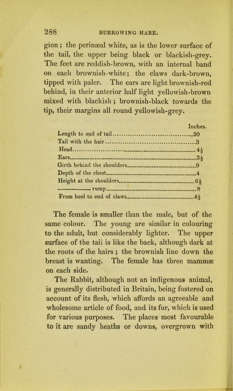 gion; the perinaeal white, as is the lower surface of the tail, the upper being black or blackish-grey. The feet are reddish-brown, with an internal band on each brownish-white; the claws dark-brown, tipped with paler. The ears are light brownish-red behind, in their anterior half light yellowish-brown mixed with blackish ; brownish-black towards the tip, their margins all round yellowish-grey. Inches. Length to end of tail 20 Tail with the hair 3 Head 4^ Ears 3^ Girth behind the shoulders 9 Depth of the chest 4 Height at the shoulders 6^ rump ^ 8 From heel to end of claws 4^ The female is smaller than the male, but of the same colour. The young are similar in colouring to the adult, but considerably lighter. The upper surface of the tail is like the back, although dark at the roots of the hairs ; the brownish line down the breast is wanting. The female has three mammae on each side. The Rabbit, although not an indigenous animal, is generally distributed in Britain, being fostered on account of its flesh, which affords an agreeable and wholesome article of food, and its fur, which is used for various purposes. The places most favourable to it are sandy heaths or downs, overgrown with