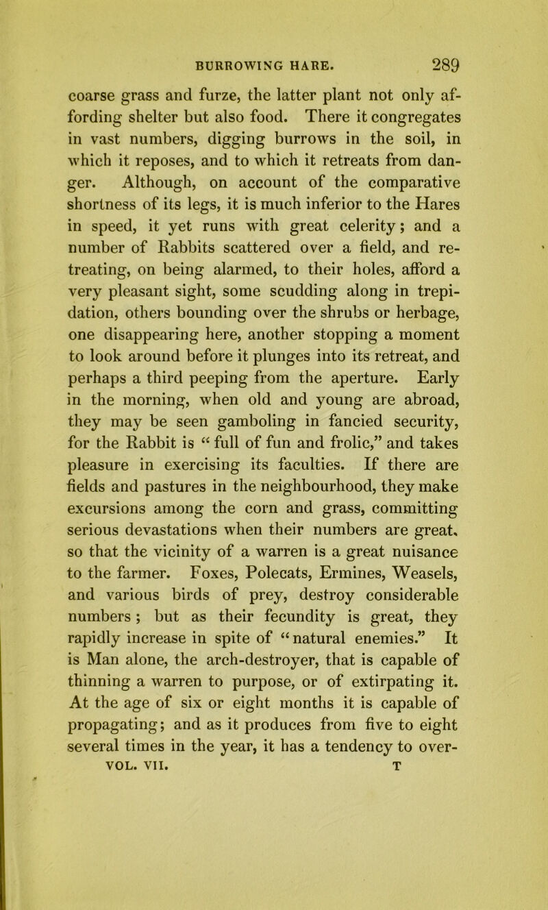 coarse grass and furze, the latter plant not only af- fording shelter but also food. There it congregates in vast numbers, digging burrows in the soil, in which it reposes, and to which it retreats from dan- ger. Although, on account of the comparative shortness of its legs, it is much inferior to the Hares in speed, it yet runs with great celerity; and a number of Rabbits scattered over a field, and re- treating, on being alarmed, to their holes, afford a very pleasant sight, some scudding along in trepi- dation, others bounding over the shrubs or herbage, one disappearing here, another stopping a moment to look around before it plunges into its retreat, and perhaps a third peeping from the aperture. Early in the morning, when old and young are abroad, they may be seen gamboling in fancied security, for the Rabbit is “ full of fun and frolic,” and takes pleasure in exercising its faculties. If there are fields and pastures in the neighbourhood, they make excursions among the corn and grass, committing serious devastations when their numbers are great, so that the vicinity of a warren is a great nuisance to the farmer. Foxes, Polecats, Ermines, Weasels, and various birds of prey, destroy considerable numbers; but as their fecundity is great, they rapidly increase in spite of “ natural enemies.” It is Man alone, the arch-destroyer, that is capable of thinning a warren to purpose, or of extirpating it. At the age of six or eight months it is capable of propagating; and as it produces from five to eight several times in the year, it has a tendency to over- VOL. VII. T