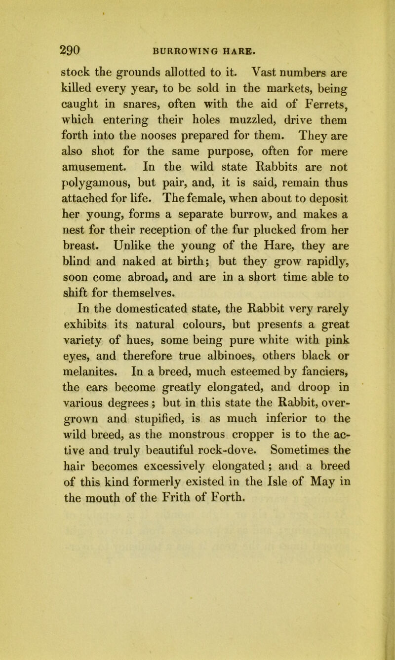 stock the grounds allotted to it. Vast numbers are killed every year, to be sold in the markets, being caught in snares, often with the aid of Ferrets, which entering their holes muzzled, drive them forth into the nooses prepared for them. They are also shot for the same purpose, often for mere amusement. In the wild state Rabbits are not f'olygamous, but pair, and, it is said, remain thus attached for life. The female, when about to deposit her young, forms a separate burrow, and makes a nest for their reception of the fur plucked from her breast. Unlike the young of the Hare, they are blind and naked at birth; but they grow rapidly, soon come abroad, and are in a short time able to shift for themselves. In the domesticated state, the Rabbit very rarely exhibits its natural colours, but presents a great variety of hues, some being pure white with pink eyes, and therefore true albinoes, others black or melanites. In a breed, much esteemed by fanciers, the ears become greatly elongated, and droop in various degrees ; but in this state the Rabbit, over- grown and stupified, is as much inferior to the wild breed, as the monstrous cropper is to the ac- tive and truly beautiful rock-dove. Sometimes the hair becomes excessively elongated; and a breed of this kind formerly existed in the Isle of May in the mouth of the Frith of Forth.