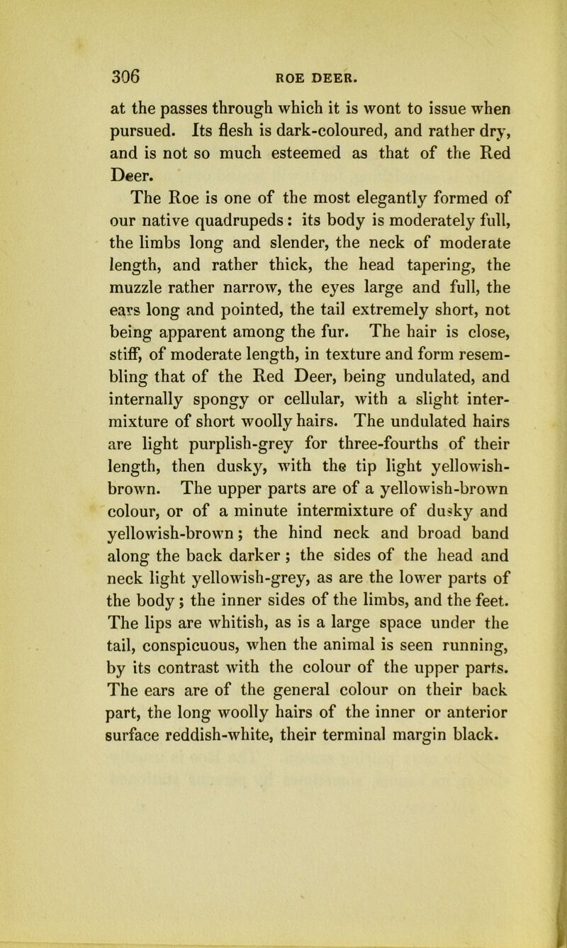 at the passes through which it is wont to issue when pursued. Its flesh is dark-coloured, and rather dry, and is not so much esteemed as that of the Red Deer. The Roe is one of the most elegantly formed of our native quadrupeds: its body is moderately full, the limbs long and slender, the neck of moderate length, and rather thick, the head tapering, the muzzle rather narrow, the eyes large and full, the ears long and pointed, the tail extremely short, not being apparent among the fur. The hair is close, stiff, of moderate length, in texture and form resem- bling that of the Red Deer, being undulated, and internally spongy or cellular, with a slight inter- mixture of short woolly hairs. The undulated hairs are light purplish-grey for three-fourths of their length, then dusky, with the tip light yellowish- brown. The upper parts are of a yellowish-brown colour, or of a minute intermixture of dusky and yellowish-brown; the hind neck and broad band along the back darker; the sides of the head and neck light yellowish-grey, as are the lower parts of the body; the inner sides of the limbs, and the feet. The lips are whitish, as is a large space under the tail, conspicuous, when the animal is seen running, by its contrast with the colour of the upper parts. The ears are of the general colour on their back part, the long woolly hairs of the inner or anterior surface reddish-white, their terminal margin black.