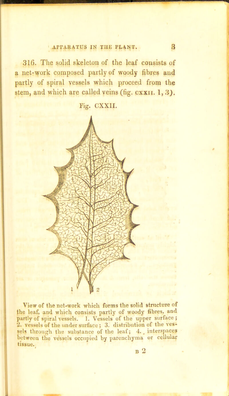 316. The solid skeleton of the leaf consists of a net-work composed partly of woody fibres and partly of spiral vessels which proceed from the stem, and which are called veins (fig. cxxii. 1,3). Fig. CXXII. View of the net-work which forms the solid structure of the leaf, and which consists partly of woody fibres, and partly of spiral vessels. 1. Vessels of the upper surface; 2. vessels of the under surface ; 3. distribution of the ves- sels through the substance of the leaf; 4.. interspaces between the vessels occupied by parenchyma or cellular tissue.