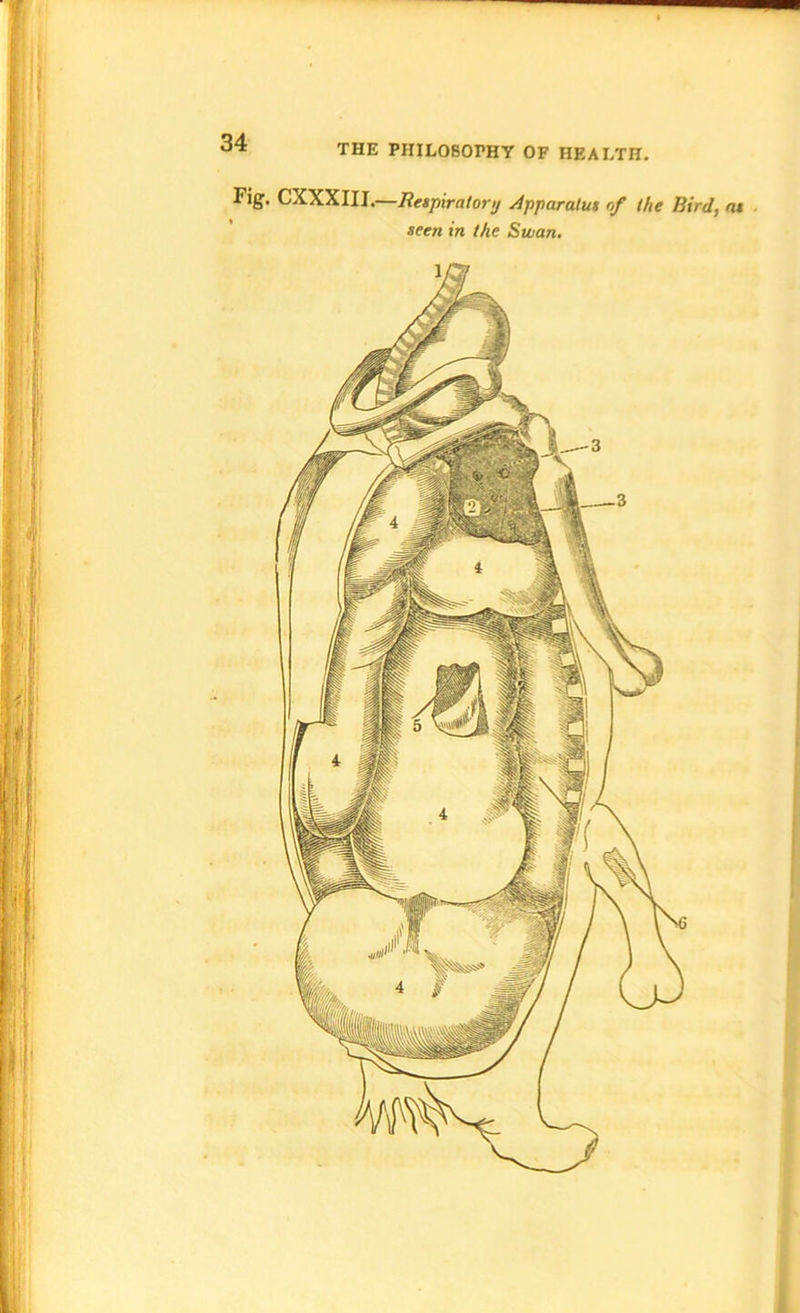 THE PHILOSOPHY OF HEALTH Fig. CXXXIII.—Respiratory Apparatus of the Bird, as seen in the Swan.