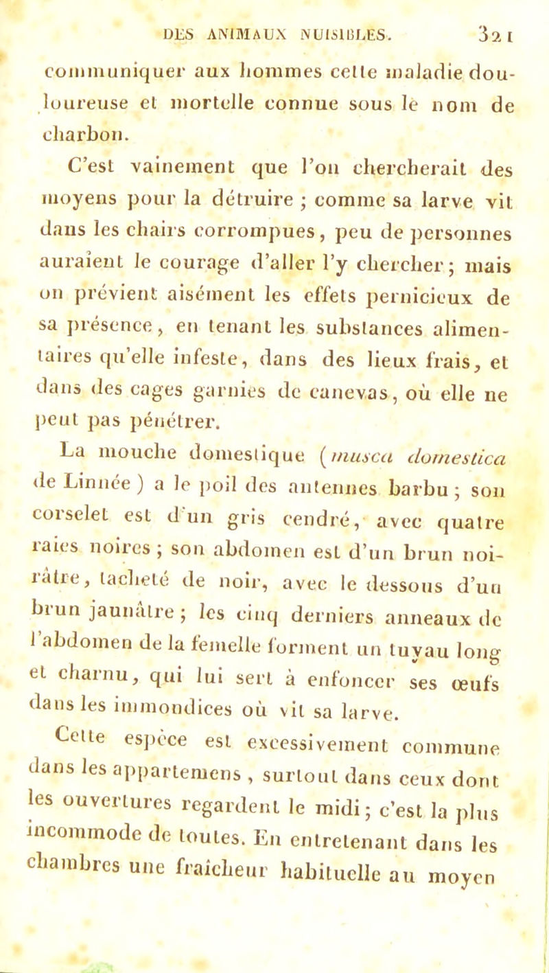 communiquer aux hommes celle maladie dou- loureuse el mortelle connue sous le nom de charbon. C’est vainement que l’on chercherait des moyens pour la détruire ; comme sa larve vit dans les chairs corrompues, peu de personnes auraient Je courage d’aller l’y chercher; mais on prévient aisément les effets pernicieux de sa présence, en tenant les substances alimen- taires quelle infeste, dans des lieux frais, et dans des cages garnies de canevas, où elle ne peut pas pénétrer. La mouche domestique (muscu dornestica de Linnée ) a le poil des antennes barbu ; son coiseleL est d un gris cendré, avec quatre îaies noues ; son abdomen est d’un brun noi- râtre, tacheté de noir, avec le dessous d’un bi un jaunâtre ; les cinq derniers anneaux de 1 abdomen de la femelle forment un tuyau long et charnu, qui lui sert à enfoncer ses œufs dans les immondices où vit sa larve. Cotte espèce est excessivement commune dans les appaitemens , surtout dans ceux dont les ouvertures regardent le midi; c’est la plus incommode de toutes. En entretenant dans les chambres une fraîcheur habituelle au moyen