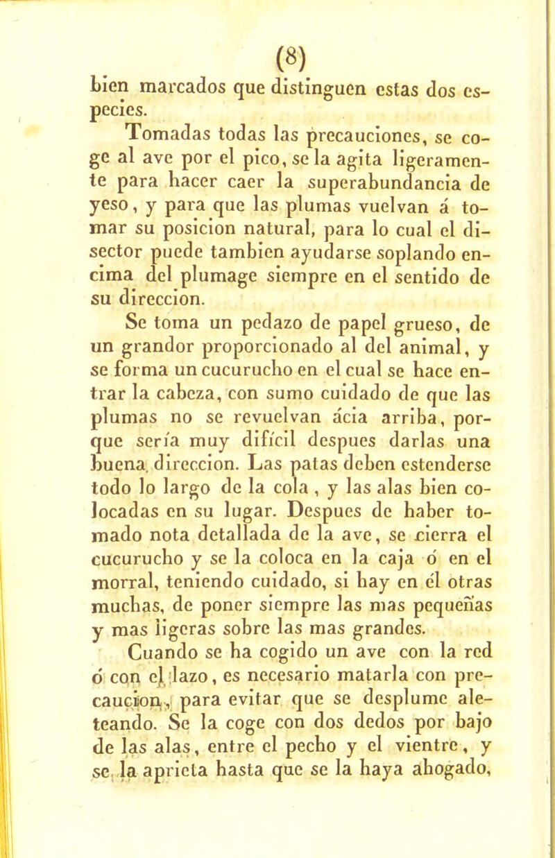 bien marcados que distinguen estas dos cs- pecies. Tomadas todas las precauciones, se co- ge al ave por el pico, se la agita ligeramen- te para hacer caer la superabundant de yeso, y para que las plumas vuelvan a to- mar su posicion natural, para lo cual el di- sector puede tambien ayudarse soplando en- cima del plumage siempre en el sentido de su direccion. Se toma un pedazo de papel grueso, de un grandor proporcionado al del animal, y se forma un cucurucho en el cual se hace en- trar la cabcza, con sumo cuidado de que las plumas no se revuelvan acia arriba, por- que seria muy dificil despues darlas una buena. direccion. Las patas deben cstenderse todo lo largo de la cola , y las alas bien co- locadas en su lugar. Despues de haber to- rnado nota detallada de la ave, se jcierra el eucurucbo y se la coloca en la caja d en el morral, teniendo cuidado, si bay en el otras mucbas, de poner siempre las mas pequenas y mas ligeras sobre las mas grandes. Cuando se ba cogido un ave con la red d con el lazo, es necesario matarla con pre- caution, para evitar que se desplumc ale- teando. Se la coge con dos dedos por bajo de las alas, entre el pecbo y el vientrc, y se la apricta hasta que se la haya abogado,
