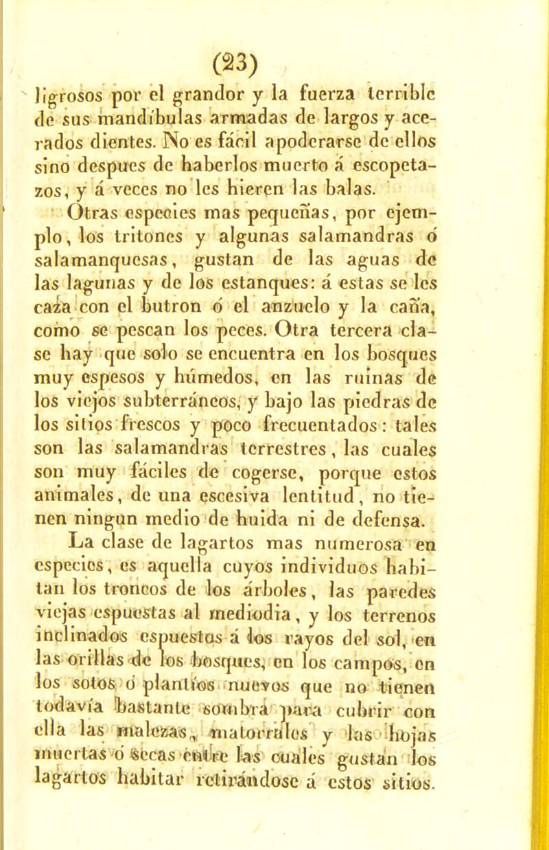 ligrosos por el grandor y la fuerza terrible de sus mandi'bulas armadas de largos y ace- rados d rentes. No es facil apoderarse de ellos sino despues de haberlos muerto a escopeta- zos, y a veces no les hieren las balas. Otras espeeies mas pequcfias, por ejem- plo, los tritones y algunas salamandras d salamanquesas, gustan de las aguas de las lagunas y de los estanques: a estas se les caza con el butron d el anzuelo y la can'a, como se pescan los peces. Otra tercera cla- se hay que solo se encuentra en los bosqucs muy ospesos y hiimedos, en las ruinas de los viejos subterraneos, y bajo las piedras de los silios frescos y poco frecuentados: tales son las salamandras tcrrestres, las cuales son muy faciles de cogerse, porque estos animales, de una escesiva lentitud, no tie- nen ningun medio de huida ni de defensa. La clase de lagartos mas numerosa en especics, es aquella cuyos individuos habi- lan los troncos de los arboles, las paredes viejas espuestas al mediodia, y los terrenos inclinados espuestos a los rayos del sol,'en las orillas'de los bosques, en los campos, en los sotos d planti'os nuevos que no tienen lodavia 'baslank; sonibra para cubrir con ella las malezas,, malorrnles y las hojas muertas d *secas cnire las cuales gustan los lagartos habitar retirandose a estos sitios.