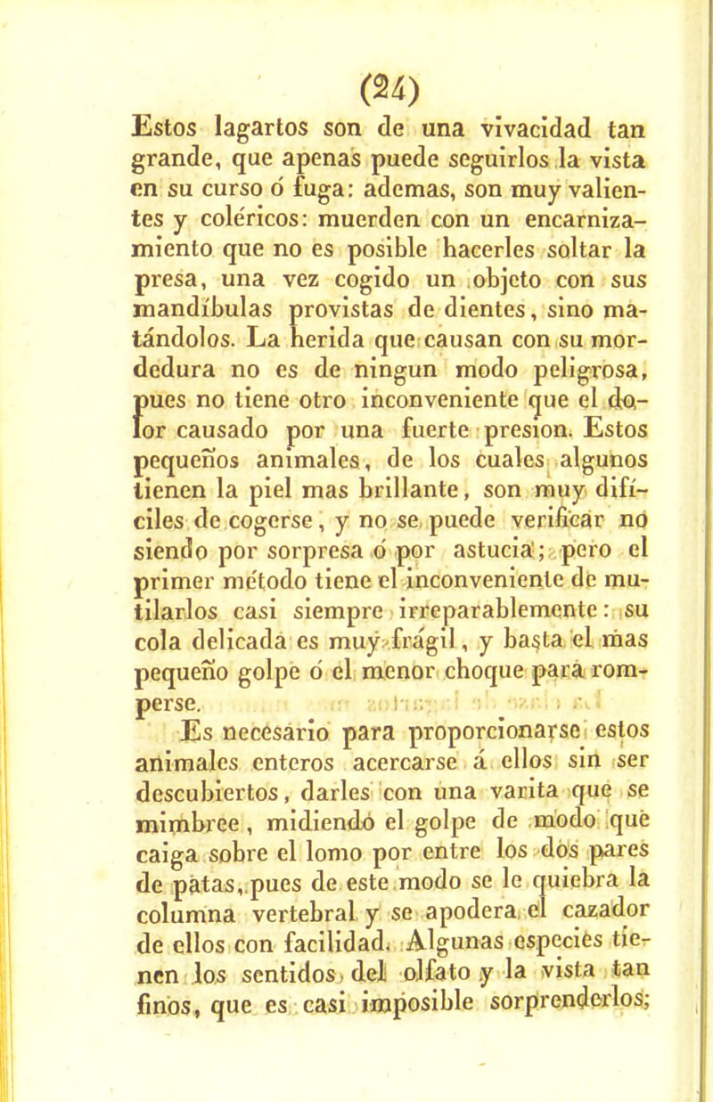 (94) Estos lagartos son de una vivacidad tan grande, que apenas puede seguirlos la vista fin su curso d fuga: ademas, son muy valien- tes y colericos: muerden con un encarniza- miento que no es posible hacerles sol tar la presa, una vez cogido un objeto con sus mandibulas provistas de dientes, sino ma- tandolos. La herida que causan con su mor- dedura no es de ningun modo peligrosa, fmes no tiene otro inconveniente que el do- or causado por una fuerte presion Estos pequenos animales, de los cuales algunos lienen la piel mas brillante, son muy dift- ciles de cogerse, y no se puede verifi'car no siendo por sorpresa d por astucia ; pero el primer me'todo tiene el inconveniente de mu- tilarlos casi siempre irreparablemente: su cola delicada es muy fragil, y basta el mas pequeno golpe d el menor choque para rom- perse. Es necesario para proporcionarse estos animales enteros acercarse a ellos sin ser descubiertos, darles con una varita que se mimbree , midiendd el golpe de modo que caiga sobre el lomo por entre los dos pares de patas,.pues de este modo se le quiebra la columna vertebral y se apodera; el cazador de ellos con facilidad. Algunas especies tie- nen los sentidos del olfato y la vista tan finds, que es casi imposible sorprenderlos;