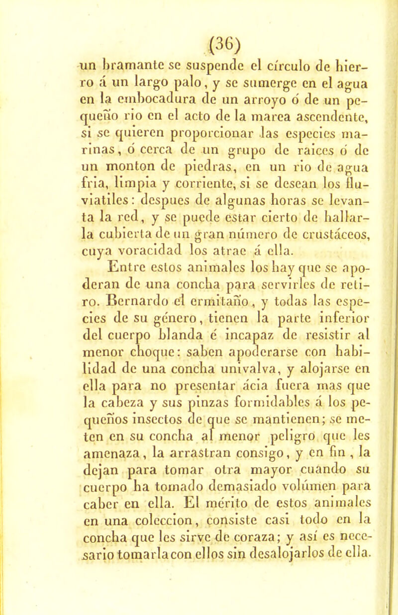un bramante se suspende el c/rculo de hier- ro a un largo palo, y se sumerge en el agua en la embocadura de un arroyo d de un pe- queuo rio en el acto de la marea ascendcnte, si se quieren proporcionar las especies ma- rinas , d cerca de un grupo de raiccs d de un monton de piedras, en un rio de agua fria, limpia y corriente, si se desean los flu- viatiles: dcspues de algunas horas se levan- ta la red, y se pucde estar cierto de hallar- la cubicrta de un gran niimero de crustaceos, cuya voracidad los atrae a clla. Entrc estos animales los bay que se apo- deran de una concba para servirles de reti- ro. Bernardo el ermitano, y todas las espe- cies de su genero, tienen la parte inferior del cuerpo blanda e incapaz de resistir al menor choque: saben apoderarse con habi- lidad de una concba univalva, y alojarse en ella para no presentar acia fuera mas que la cabeza y sus pinzas formidables a los pe- quenos insectos de que se mantienen; se me- ten en su concha al menor peligro que les amenaza, la arrastran consigo, y en fin , la dejan para tomar olra mayor cuando su cuerpo ha tornado demasiado volumen para caber en ella. El merito de estos animales en una colcccion, consiste casi todo en la concha que les sirve de coraza; y asi es ncce- sario tomarlacon ellos sin desalojarlos de clla.