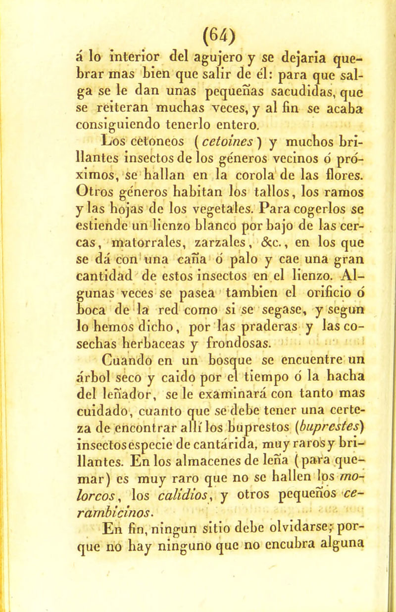a lo interior del agujero y se dejaria que- brar mas bien que salir de el: para que sai- ga se le dan unas pequenas sacudidas, que se reiteran muchas veces, y al fin se acaba consiguiendo tenerlo entero. Los cetoneos (cetoines) y mucbos bri- llantes insectos de los generos vecinos d prd- ximos, se hallan en la corola de las flores. Otros generos babitan los tallos, los ramos ylas bojas de los vegetales. Paracogerlos se estiende un lienzo bianco por bajo de las cer- cas, matorrales, zarzales, &e., en los que se da con una cana d palo y cae una gran cantidad de estos insectos en el lienzo. Al- gunas veces se pasea tambien el orificio d boca de la red como si se segasc, y segun lo hemos dicho, por las praderas y lasco- sechas berbaceas y frondosas. Cuando en un bosque se encuentre un arbol seco y caido por el tiempo d la hacba del lenador, se le examinara con tanto mas cuidado, cuanto que se debe tener una certe- za de encontrar alii' los buprestos (buprcstes) insectosespecie decantarida, muyrarosy bri- llantes. En los almacenes de lena (para que- mar) es muy raro que no se hallen lps mo- lorcos, los calidios, y otros pequenos ce- rarnbicinos. En fin, ningun sitio debe olvidarse? por- que no hay ninguno que no encubra alguna