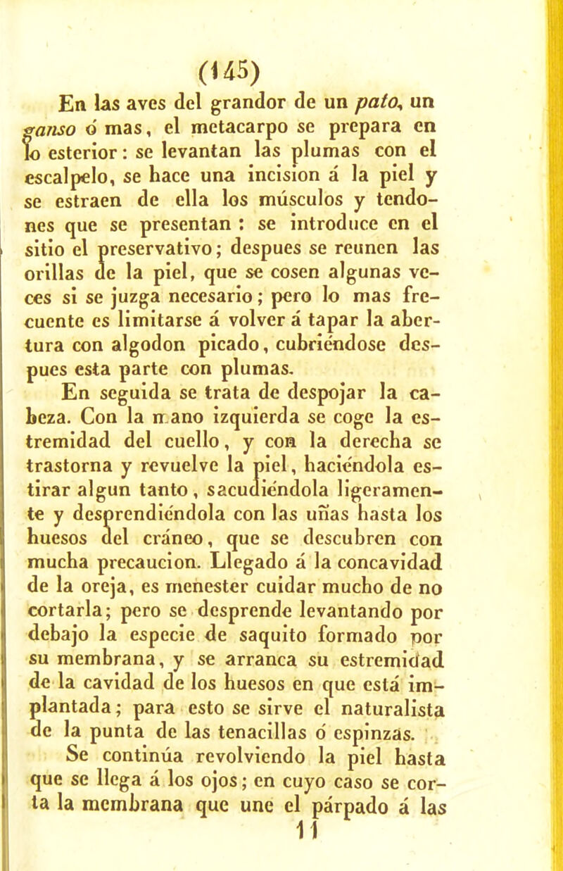 En las aves del grandor de un pato^ un ganso 6 mas, el metacarpo se prepara en lo esterior: se levantan las piumas con el escalpelo, se hace una incision a la piel y se estraen de ella los musculos y tendo- nes que se presentan : se introduce en el sitio el preservativo; despues se reunen las orillas de la piel, que se cosen algunas vo- ces si se juzga necesario; pero lo mas fre- cuente es limitarse a volver a tapar la aber- tura con algodon picado, cubriendose des- pues esta parte con plumas. En seguida se trata de despojar la ca- beza. Con la n.ano izquierda se coge la es- tremidad del cuello, y con la derecba se trastorna y revuelve la piel, haciendola es- tirar algun tanto , sacudiendola ligeramen- te y desprendiendola con las unas hasta los huesos del craneo, que se descubren con mucha precaucion. Llegado a la concavidad de la oreja, es menester cuidar mucho de no cortarla; pero se desprende levantando por debajo la especie de saquito formado por su membrana, y se arranca su estremidad de la cavidad de los huesos en que esta im- plantada; para esto se sirve el naturalista de la punta de las tenacillas o' espinzas. Se continua revolviendo la piel hasta que se llega a los ojos; en cuyo caso se cor- ta la membrana que une el parpado a las 11