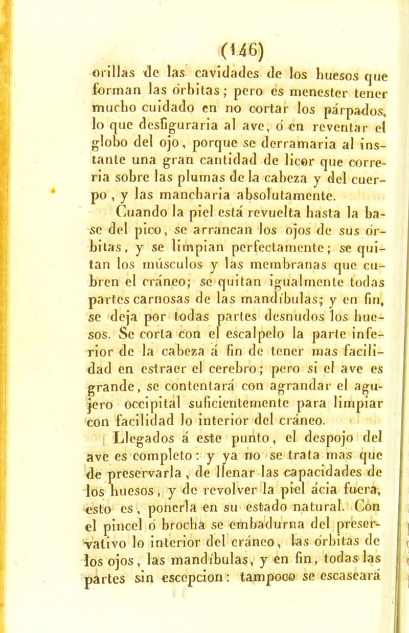 orillas de las cavidades de los huesos que fdrman las rirbitas; pcro cs mcnestcr tenor mucho cuidado en no cortar los parpados, lo que desfiguraria al ave, d en revenlar el globo del ojo, porque se derramaria al ins- tante una gran canlidad de licor que corre- ria sobre las plurnas de la cabeza y del euer- po , y las mancharia absolutamcnte. Cuando la piel esta revuelta hasta la ba- se del pico, se arrancan los ojos de sus dr- bitas, y se limpian perfeclamente; se qui- tan los iniisculos y las mcmbranas que cu- bren el franco; se quitan igualmcnlc todas partes carnosas de las mandi'bulas; y en fin, se deja por todas paries desnudos los bue- sos. Se corla con el escalpelo la parte infe- rior de la cabeza a Fin de toner mas facili- dad en estraer el cerebro; pero si el ave es grande, se contenlara con agrandar el agu- jero occipital suficientemenle para limpiar con facilidad lo interior del craneo. Llegados a este purito, el despojo del ave es completo: y ya no se trata mas que de preservarla , de llenar las capacidades de los buesos, y de revolver la piel acia fucra, esto es, ponerla en su estado natural. Con cl pincel d brocha se embadurna del preser- valivo lo interior del craneo, las orbitas de los ojos, las mandi'bulas, y en fin, todas las partes sin escepcion: tampoco se escaseara