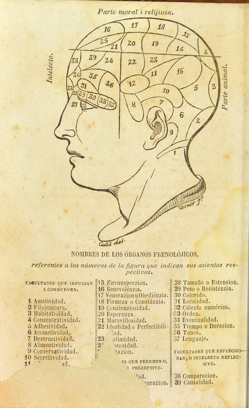 Parle moral i rclijiosa. NOMBRES DE LOS ÓRGANOS FRENOLÓJICOS, referentes a los números de la figura que indican sus asientos res- pectivos. FACULTADES QUE IMPULSAN l CONMUEVEN. 1 Araatividad. 2 Füojcnitura. 3 Habitaluidad. 4 Conzenlratividad. 5 Adhesividad. 6 Acometividad. 7 Destructividad. 8 Alimentividad. 9 CüDservatividad. dO Secretividad. I-» ■ • ad. 15 Zircunspeczion. 16 Benevolénzia. 17 VcuerazionuObediénzia. 18 Firmeza o Constáozia. 19 CoDzienziosidad. 20 Esperanza. 21 Maraviilosidad. 22 Idealidad o Perfeclibili- 'ad. 23 jlimidad. 2' . stosidad. fazion. KS QUE PERZIBENO, 1 PERZErTlVO. 'ad. 'urazioD. 28 Tamaño o Estension. 29 Peso o Resisténzia. 30 Colorido. 31 Localidad. 32 Cálculo numérico. S3 Orden. 34 Eventualidad. 35 Tiempo o Durazion. 36 Tonos. 37 Lenguaje. FACULTADES QUE REFLECSIO- HAN, O ISTELEOTO REFLEC- SIVO. 38 Comparazion. 39 Causalidad.