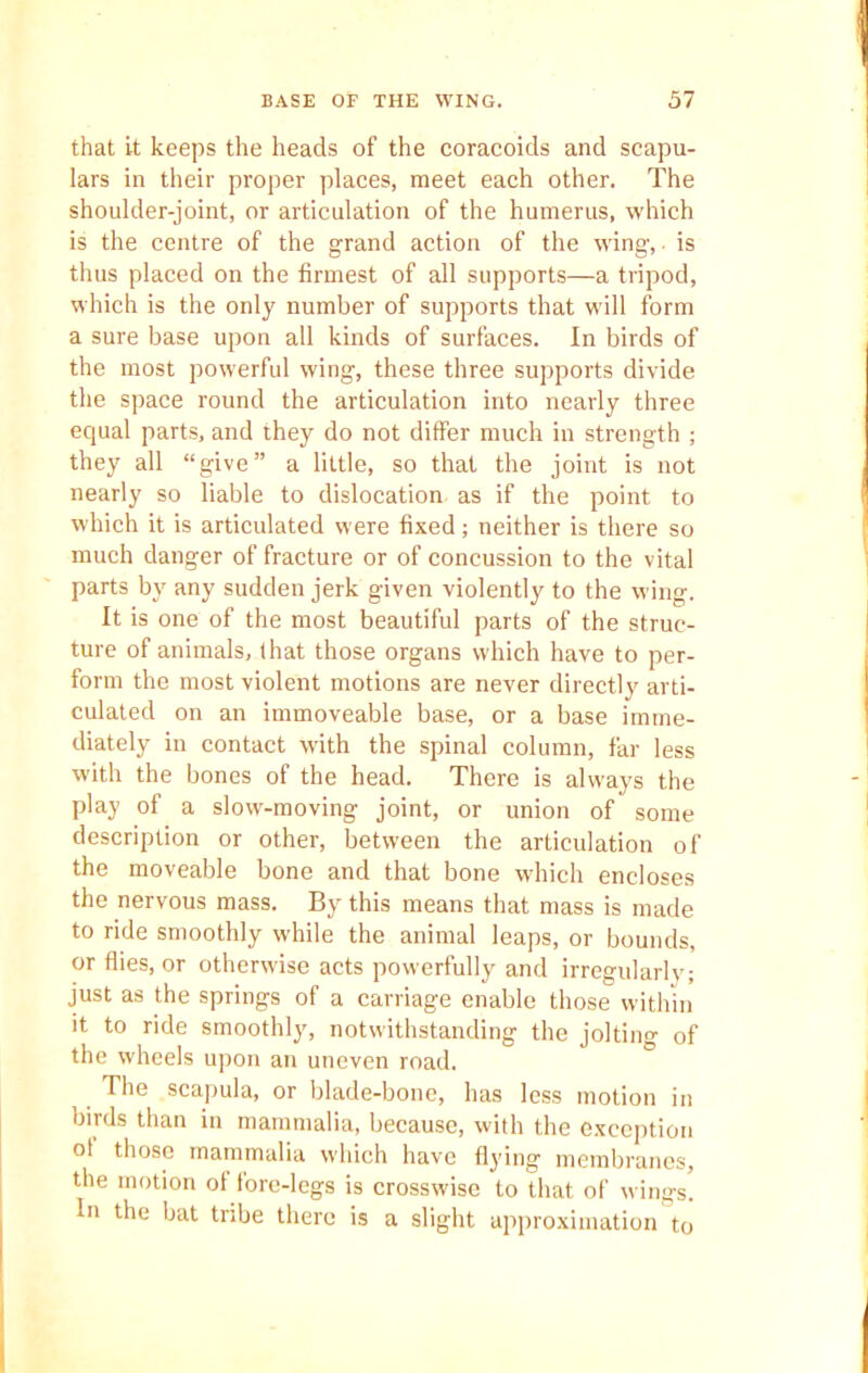 that it keeps the heads of the coracoids and scapu- lars in their proper places, meet each other. The shoulder-joint, or articulation of the humerus, which is the centre of the grand action of the wing,. is thus placed on the firmest of all supports—a tripod, which is the only number of supports that will form a sure base upon all kinds of surfaces. In birds of the most powerful wing, these three supports divide the space round the articulation into nearly three equal parts, and they do not differ much in strength ; they all “give” a little, so that the joint is not nearly so liable to dislocation as if the point to which it is articulated were fixed; neither is there so much danger of fracture or of concussion to the vital parts by any sudden jerk given violently to the wing. It is one of the most beautiful parts of the struc- ture of animals, that those organs which have to per- form the most violent motions are never directly arti- culated on an immoveable base, or a base imme- diately in contact with the spinal column, far less with the bones of the head. There is always the play of a slow-moving joint, or union of some description or other, between the articulation of the moveable bone and that bone which encloses the nervous mass. By this means that mass is made to ride smoothly while the animal leaps, or bounds, or flies, or otherwise acts powerfully and irregularly; just as the springs of a carriage enable those within it to ride smoothly, notwithstanding the jolting of the wheels upon an uneven road. The scapula, or blade-bone, has less motion in birds than in mammalia, because, with the exception °l those mammalia which have flying membranes, the motion of fore-legs is crosswise to that of wings. In the bat tribe there is a slight approximation to