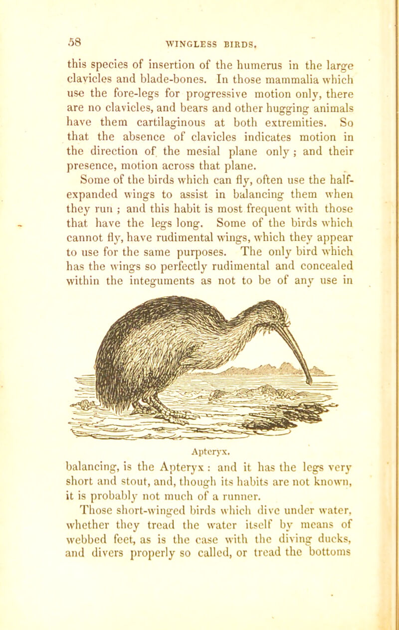 WINGLESS BIRDS. this species of insertion of the humerus in the large clavicles and blade-bones. In those mammalia which use the fore-legs for progressive motion only, there are no clavicles, and bears and other hugging animals have them cartilaginous at both extremities. So that the absence of clavicles indicates motion in the direction of the mesial plane only; and their presence, motion across that plane. Some of the birds which can fly, often use the half- expanded wings to assist in balancing them when they run ; and this habit is most frequent with those that have the legs long. Some of the birds which cannot fly, have rudimental wings, which they appear to use for the same purposes. The only bird which has the wings so perfectly rudimental and concealed within the integuments as not to be of any use in Apteryx. balancing, is the Apteryx : and it has the legs very short and stout, and, though its habits are not known, it is probably not much of a runner. Those short-winged birds which dive under water, whether they tread the water itself by means of webbed feet, as is the case with the diving ducks, and divers properly so called, or tread the bottoms