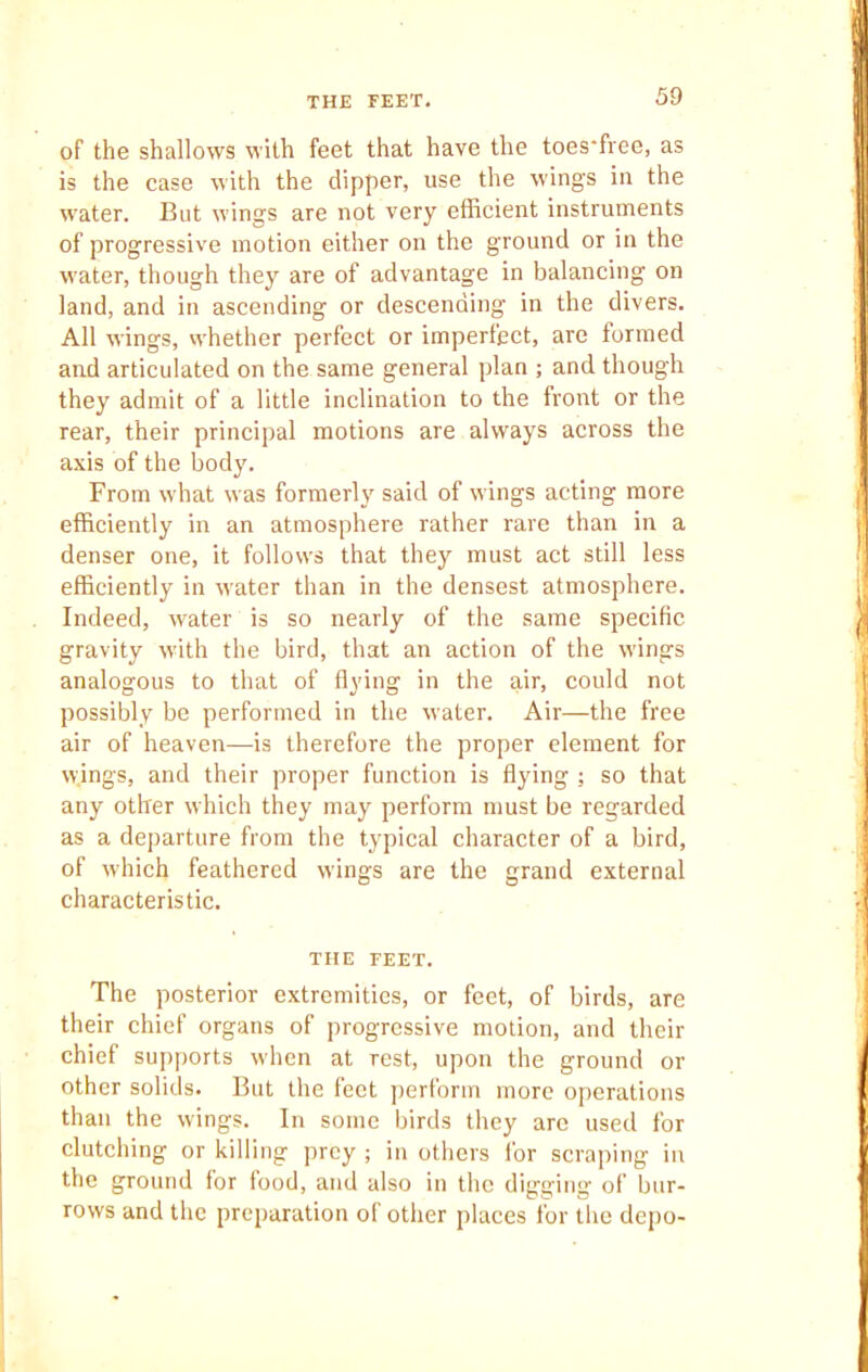 THE FEET. of the shallows with feet that have the toes'free, as is the case with the clipper, use the wings in the water. But wings are not very efficient instruments of progressive motion either on the ground or in the water, though they are of advantage in balancing on land, and in ascending or descending in the divers. All wings, whether perfect or imperfect, are formed and articulated on the same general plan ; and though they admit of a little inclination to the front or the rear, their principal motions are always across the axis of the body. From what was formerly said of wings acting more efficiently in an atmosphere rather rare than in a denser one, it follows that they must act still less efficiently in water than in the densest atmosphere. Indeed, water is so nearly of the same specific gravity with the bird, that an action of the wings analogous to that of flying in the air, could not possibly be performed in the water. Air—the free air of heaven—is therefore the proper element for wings, and their proper function is flying ; so that any other which they may perform must be regarded as a departure from the typical character of a bird, of w'hich feathered wings are the grand external characteristic. THE FEET. The posterior extremities, or feet, of birds, are their chief organs of progressive motion, and their chief supports when at Test, upon the ground or other solids. But the feet perform more operations than the wings. In some birds they are used for clutching or killing prey ; in others for scraping in the ground for food, and also in the digging of bur- rows and the preparation of other places for the depo-