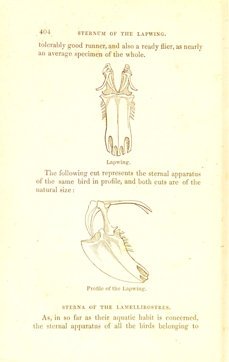 STERNUM OF THE LAPWING. tolerably good runner, and also a ready flier, as nearly an average specimen of the whole. The following cut represents the sternal apparatus of the same bird in profile, and both cuts are of the natural size: STERNA OF THE LAMELLIROSTRES. As, in so far as their aquatic habit is concerned, the sternal apparatus of all the birds belonging to