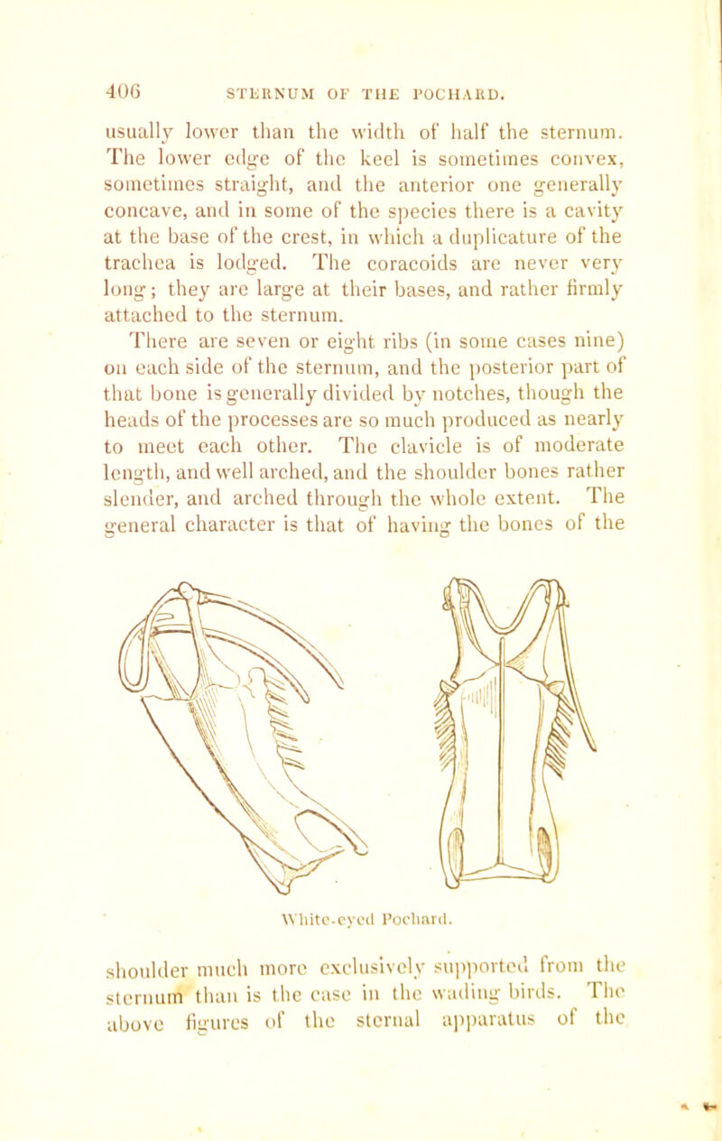 usually lower than the width of half the sternum. The lower edge of the keel is sometimes convex, sometimes straight, and the anterior one generally concave, and in some of the species there is a cavity at the base of the crest, in which a duplicature of the trachea is lodged. The coracoids are never very long; they are large at their bases, and rather firmly attached to the sternum. There are seven or eight ribs (in some cases nine) on each side of the sternum, and the posterior part of that bone is generally divided by notches, though the heads of the processes are so much produced as nearly to meet each other. The clavicle is of moderate length, and well arched, and the shoulder bones rather slender, and arched through the whole extent. The general character is that of having the bones of the shoulder much more exclusively supported from the sternum than is the case in the wading birds. The above figures of the sternal apparatus of the White-eyed Pochard.