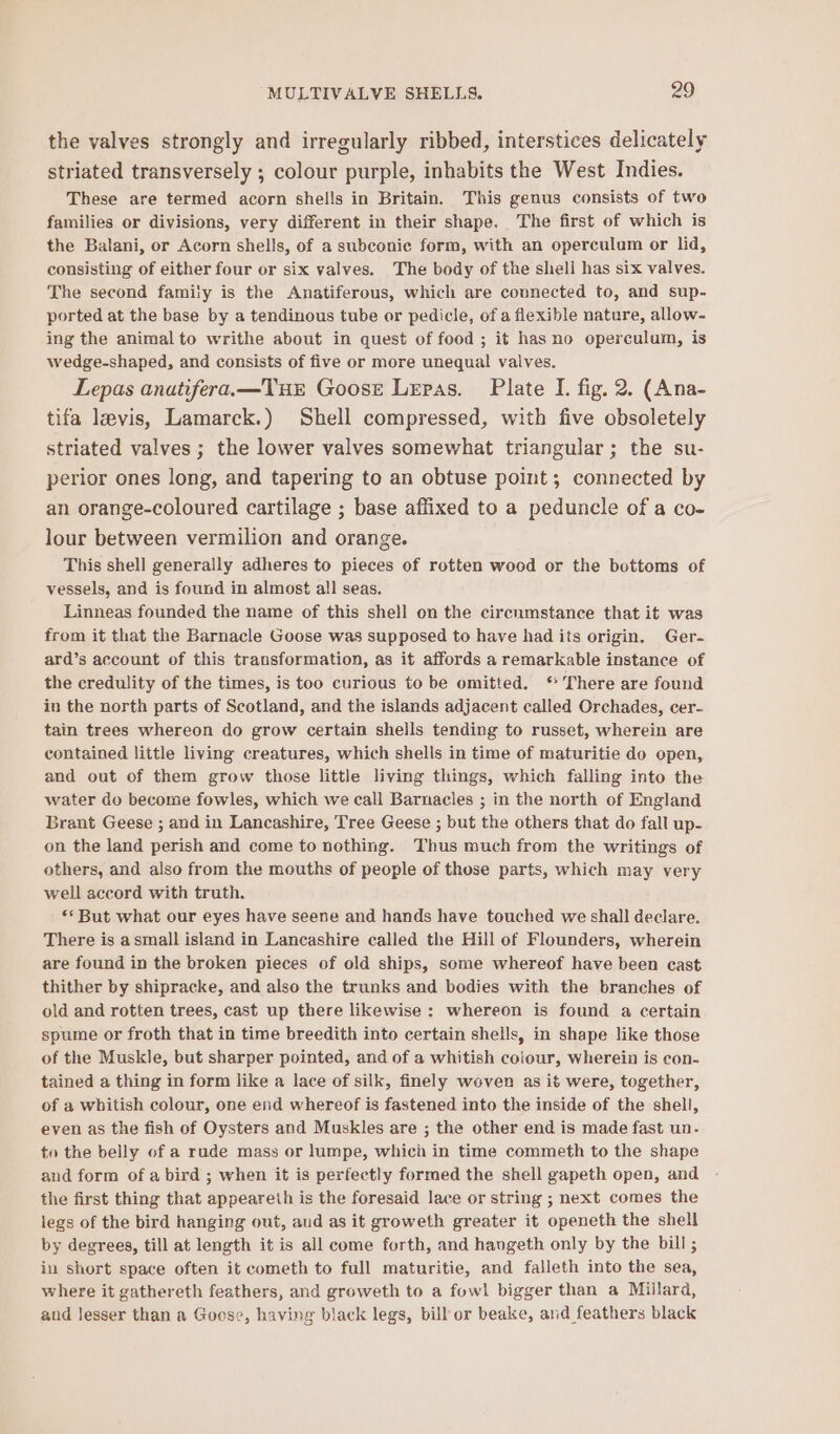 the valves strongly and irregularly ribbed, interstices delicately striated transversely ; colour purple, inhabits the West Indies. These are termed acorn shells in Britain. This genus consists of two families or divisions, very different in their shape. The first of which is the Balani, or Acorn shells, of a subconic form, with an operculum or lid, consisting of either four or six valves. The body of the shell has six valves. The second family is the Anatiferous, which are connected to, and sup- ported at the base by a tendinous tube or pedicle, of a flexible nature, allow- ing the animal to writhe about in quest of food ; it has no operculum, is wedge-shaped, and consists of five or more unequal valves. Lepas anatifera.—TuHe Goose Lepas. Plate I. fig. 2. (Ana- tifa levis, Lamarck.) Shell compressed, with five obsoletely striated valves ; the lower valves somewhat triangular ; the su- perior ones long, and tapering to an obtuse point; connected by an orange-coloured cartilage ; base affixed to a peduncle of a co- lour between vermilion and orange. This shell generally adheres to pieces of rotten wood or the bottoms of vessels, and is found in almost all seas. Linneas founded the name of this shell on the cirenmstance that it was from it that the Barnacle Goose was supposed to have had its origin. Ger- ard’s account of this transformation, as it affords a remarkable instance of the credulity of the times, is too curious to be omitted. ‘There are found in the north parts of Scotland, and the islands adjacent called Orchades, cer- tain trees whereon do grow certain shells tending to russet, wherein are contained little living creatures, which shells in time of maturitie do open, and out of them grow those little living things, which falling into the water do become fowles, which we call Barnacles ; in the north of England Brant Geese ; and in Lancashire, Tree Geese ; but the others that do fall up- on the land perish and come to nothing. Thus much from the writings of others, and also from the mouths of people of those parts, which may very well accord with truth. ** But what our eyes have seene and hands have touched we shall declare. There is asmall island in Lancashire called the Hill of Flounders, wherein are found in the broken pieces of old ships, some whereof have been cast thither by shipracke, and also the trunks and bodies with the branches of old and rotten trees, cast up there likewise : whereon is found a certain spume or froth that in time breedith into certain shells, in shape like those of the Muskle, but sharper pointed, and of a whitish colour, wherein is con- tained a thing in form like a lace of silk, finely woven as it were, together, of a whitish colour, one end whereof is fastened into the inside of the shell, even as the fish of Oysters and Muskles are ; the other end is made fast un. to the belly of a rude mass or lumpe, which in time commeth to the shape and form of a bird ; when it is perfectly formed the shell gapeth open, and the first thing that appeareth is the foresaid lace or string ; next comes the legs of the bird hanging out, aud as it groweth greater it openeth the shell by degrees, till at length it is all come forth, and havgeth only by the bill ; in short space often it cometh to full maturitie, and falleth into the sea, where it gathereth feathers, and groweth to a fowl bigger than a Millard, and lesser than a Goese, having black legs, bill or beake, and feathers black