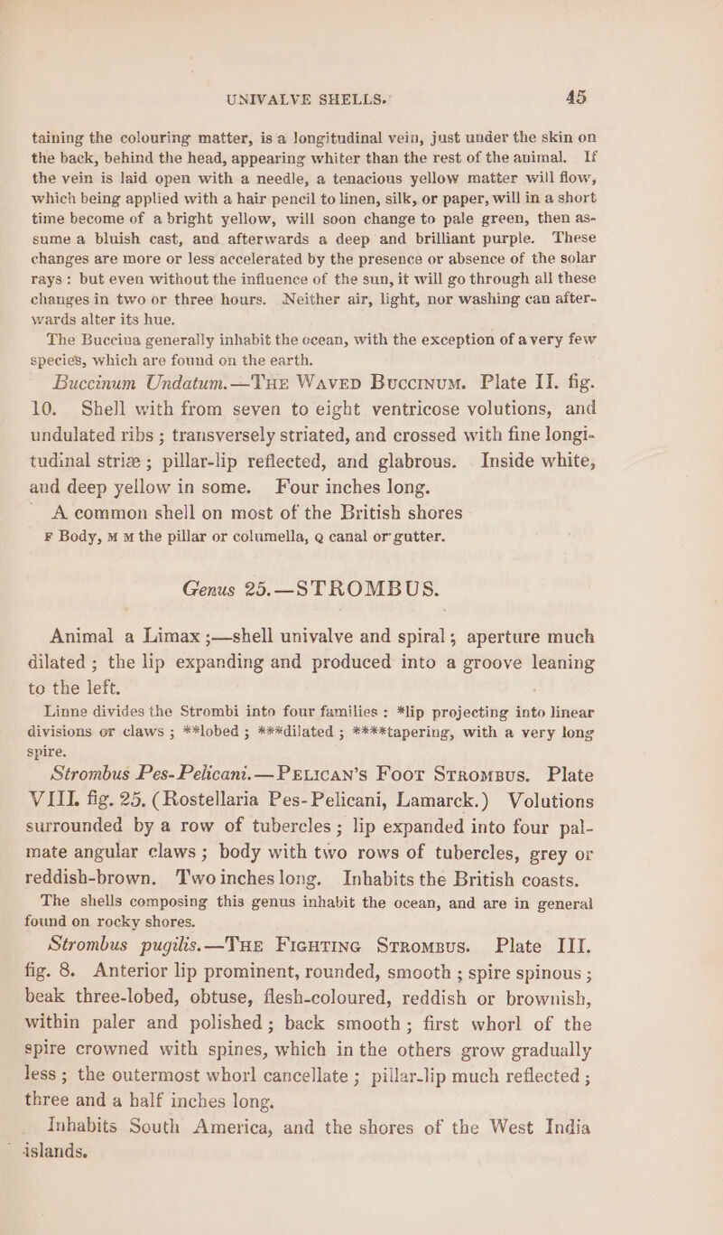 taining the colouring matter, is a longitudinal vein, just under the skin on the back, behind the head, appearing whiter than the rest of the auimal. If the vein is laid open with a needle, a tenacious yellow matter will flow, which being applied with a hair pencil to linen, silk, or paper, will in a short time become of a bright yellow, will soon change to pale green, then as- sume a bluish cast, and afterwards a deep and brilliant purple. These changes are more or less accelerated by the presence or absence of the solar rays: but even without the influence of the sun, it will go through all these changes in two or three hours. Neither air, light, nor washing can after- wards alter its hue. The Buccina generally inhabit the ecean, with the exception of avery few species, Which are found on the earth. Buccinum Undatum.—TxHE Wavep Buccinum. Plate II. fig. 10. Shell with from seven to eight ventricose volutions, and undulated ribs ; transversely striated, and crossed with fine longi- tudinal strize ; pillar-lip reflected, and glabrous. . Inside white, and deep yellow in some. Four inches long. A common shell on most of the British shores F Body, M o the pillar or columella, Q canal or gutter. Genus 25.—STROMBUS. Animal a Limax ;—shell univalve and spiral; aperture much dilated ; the lip expanding and produced into a groove leaning to the left. Linne divides the Strombi into four families : *lip projecting into linear divisions or claws ; **lobed ; ***dilated ; ****tapering, with a very long spire. Strombus Pes-Pelicant.—PEtican’s Foor Stromsus. Plate VIII. fig. 25, (Rostellaria Pes-Pelicani, Lamarck.) Volutions surrounded by a row of tubercles ; lip expanded into four pal- mate angular claws ; body with two rows of tubercles, grey or reddish-brown. Twoincheslong. Inhabits the British coasts. The shells composing this genus inhabit the ocean, and are in general found on rocky shores. Strombus pugilis.—Tue Ficutinc Stromsus. Plate III. fig. 8. Anterior lip prominent, rounded, smooth ; spire spinous ; beak three-lobed, obtuse, flesh-coloured, reddish or brownish, within paler and polished; back smooth; first whorl of the spire crowned with spines, which in the others grow gradually less ; the outermost whor! cancellate ; pillar-lip much reflected ; three and a half inches long, Inhabits South America, and the shores of the West India ' islands,