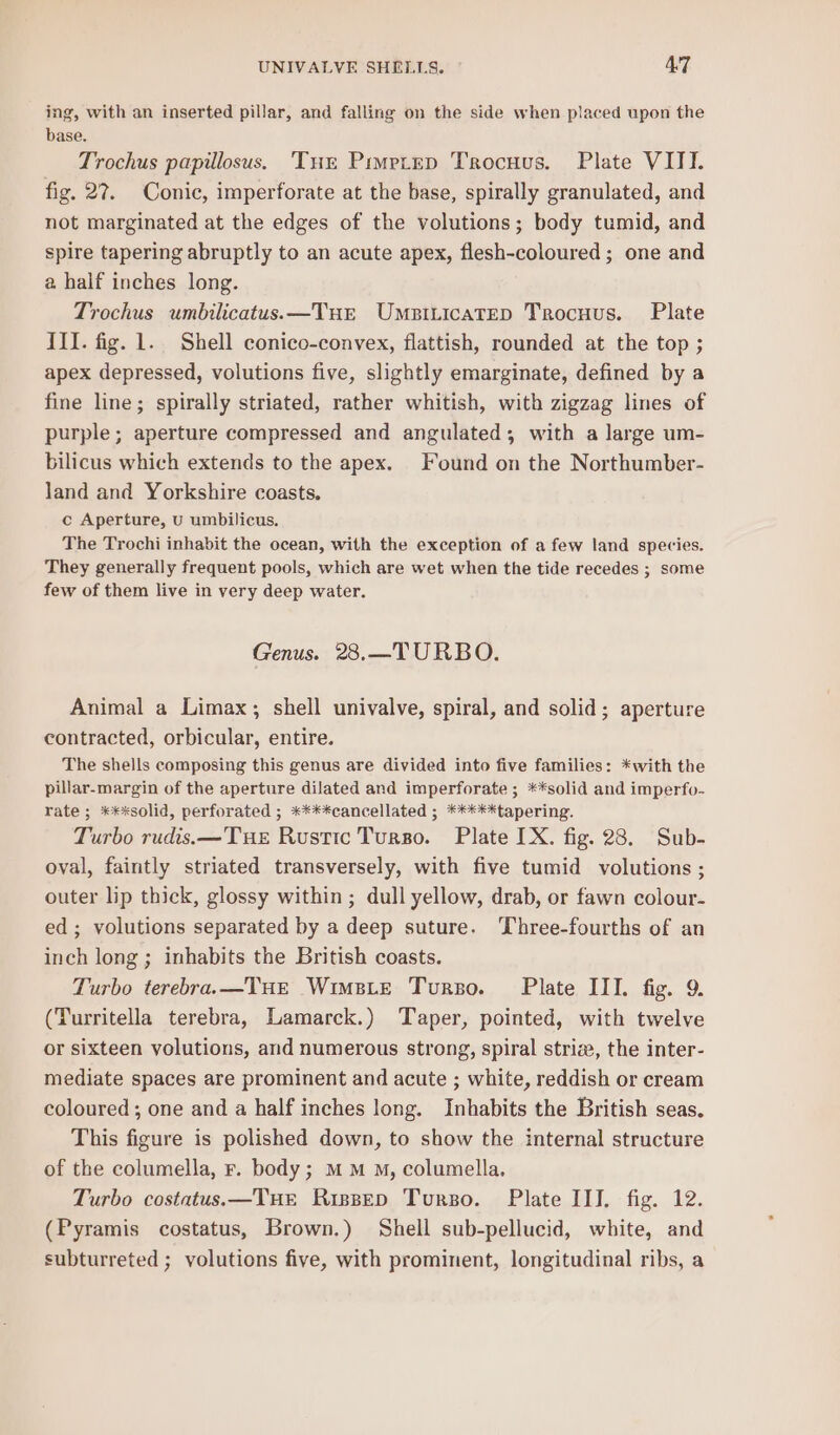 ing, with an inserted pillar, and falling on the side when placed upon the base. Trochus papillosus. Tur Pimptep Trocuus. Plate VITTI. fig. 27. Conic, imperforate at the base, spirally granulated, and not marginated at the edges of the volutions; body tumid, and spire tapering abruptly to an acute apex, flesh-coloured ; one and a half inches long. Trochus umbilicatus.—TuHE Umpiticatep Trocuus. Plate III. fig. 1. Shell conico-convex, flattish, rounded at the top ; apex depressed, volutions five, slightly emarginate, defined by a fine line; spirally striated, rather whitish, with zigzag lines of purple; aperture compressed and angulated; with a large um- bilicus which extends to the apex. Found on the Northumber- land and Yorkshire coasts. c Aperture, U umbilicus. The Trochi inhabit the ocean, with the exception of a few land species. They generally frequent pools, which are wet when the tide recedes ; some few of them live in very deep water. Genus. 28.—TURBO. Animal a Limax; shell univalve, spiral, and solid; aperture contracted, orbicular, entire. The shells composing this genus are divided into five families: *with the pillar-margin of the aperture dilated and imperforate ; **solid and imperfo- rate; **xsolid, perforated ; ****cancellated ; *****tapering. Turbo rudis—Tue Rustic Turso. Plate IX. fig. 28. Sub- oval, faintly striated transversely, with five tumid volutions ; outer lip thick, glossy within ; dull yellow, drab, or fawn colour- ed; volutions separated by a deep suture. ‘hree-fourths of an inch long ; inhabits the British coasts. Turbo terebra.—TuHEe WimsLe Turso. Plate III. fig. 9. (Turritella terebra, Lamarck.) Taper, pointed, with twelve or sixteen volutions, and numerous strong, spiral striz, the inter- mediate spaces are prominent and acute ; white, reddish or cream coloured ; one and a half inches long. Inhabits the British seas. This figure is polished down, to show the internal structure of the columella, Fr. body ; MM M, columella. Turbo costatus.—Tue Rippep Turso. Plate III. fig. 12. (Pyramis costatus, Brown.) Shell sub-pellucid, white, and subturreted ; volutions five, with prominent, longitudinal ribs, a