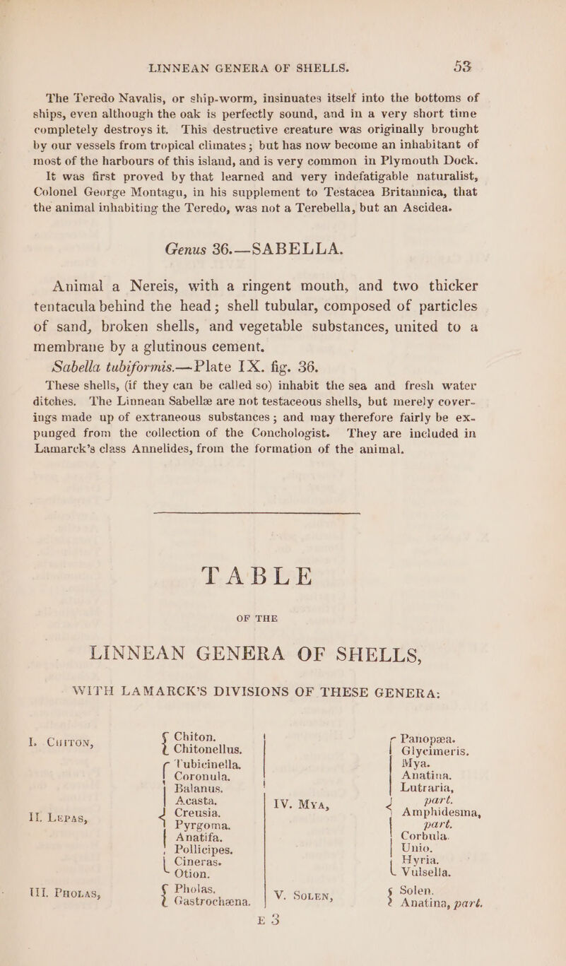 The Teredo Navalis, or ship-worm, insinuates itself into the bottoms of ships, even although the oak is perfectly sound, and in a very short time completely destroys it. This destructive creature was originally brought by our vessels from tropical climates ; but has now become an inhabitant of most of the harbours of this island, and is very common in Plymouth Dock. It was first proved by that learned and very indefatigable naturalist, Colonel George Montagu, in his supplement to Testacea Britannica, that the animal inhabiting the Teredo, was not a Terebella, but an Ascidea. Genus 36.—SABELLA. Animal a Nereis, with a ringent mouth, and two thicker tentacula behind the head; shell tubular, composed of particles of sand, broken shells, and vegetable substances, united to a membrane by a glutinous cement. Sabella tubiformis.— Plate IX. fig. 36. These shells, (if they can be called so) inhabit the sea and fresh water ditches. The Linnean Sabelle are not testaceous shells, but merely cover- ings made up of extraneous substances ; and may therefore fairly be ex- punged from the collection of the Conchologist. They are included in Lamarck’s class Annelides, from the formation of the animal. TABLE OF THE LINNEAN GENERA OF SHELLS, WITH LAMARCK’S DIVISIONS OF THESE GENERA: eas Chiton. { Panovzea. OT Chitonellus. PGieineris. be peer oronula. natina, Balanus. ! Lutraria, Acasta, Iv. Fi pare, ie Lepan Creusia. v4 Amphidesma, a cai Pyrgoma. part, Anatifa. Corbula, ; Pollicipes. Dutt. Cineras. Hyria. Otion. L Vulsella. hin 2 Pholas, ae Solen. HOLAS, Case ccieia| | ¥ SOLER, 5 ‘Anaterk