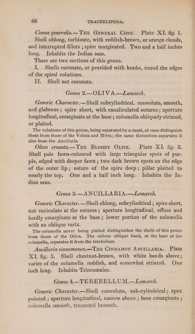 Conus generalis.— THE GENERAL Cone. Plate XI. fig. 1. Shell oblong, turbinate, with reddish-brown, or orange clouds, and interrupted fillets ; spire marginated. Two and a half inches long. Inhabits the Indian seas. There are two sections of this genus. J. . Shells coronate, or provided with knobs, round the edges of the spiral volutions. ITI. Shell not. coronate. Genus 2.—OLIV A.—Lamarch. Generic Character.—Shell subcylindrical, convolute, smooth, and glabrous ; spire short, with canaliculated sutures ; aperture or plaited. The volutions of this genus, being separated by a canal, at once distinguish them from those of the Voluta and Mitra; the same distinction separates it also from the Ancillaria. Oliva cruentaa—Tue Bioopy Otive. Plate XI. fig. 2. Shell pale fawn-coloured with large triangular spots of pur- ple, edged with deeper fawn ; two dark brown spots on the edge of the outer lip; suture of the spire deep; pillar plaited to nearly the top. One and a half-inch long. Inhabits the In- dian seas. Genus 3.—ANCILLARIA.—Lamarck. Generic Character. —Shell oblong, subcylindrical ; spire short, not caniculate at the sutures; aperture longitudinal, effuse and hardly emarginate at the base ; lower portion of the columella with an oblique varix. The columella never being plaited distinguishes the shells of this genus from those of the Oliva. The callous oblique band, at the base of the columella, separates it from the terebellum. Ancillaria cinnamonea.—THE CINNAMON ANCILLARIA. Plate XI. fig. 8. Shell chestnut-brown, with white bands above ; varice of the columella reddish, and somewhat striated. One inch long. Inhabits Trincomalee. Genus 4.—TEREBELLUM,.—LZamarch. Generic Character.—Shell convolute, sub-cylindrical ; apex columella smooth, truncated beneath.