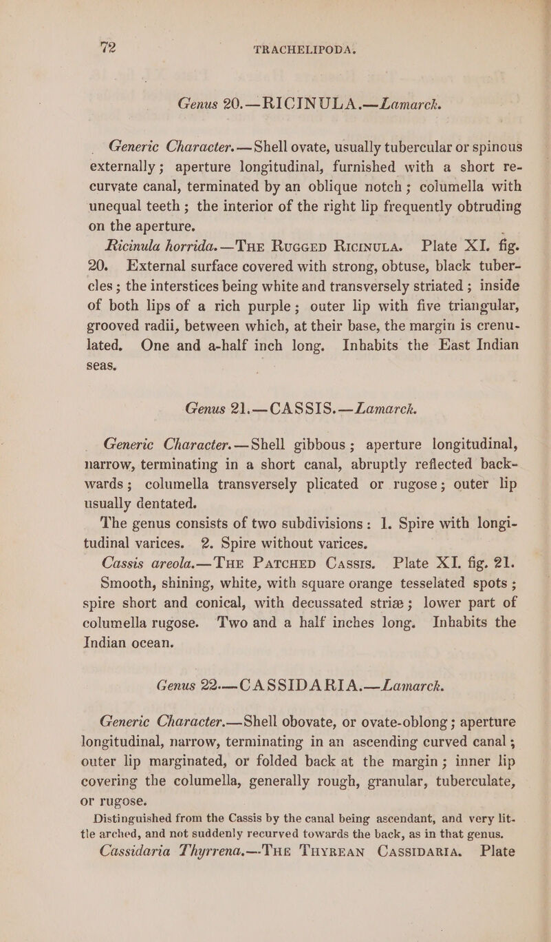 Genus 20.—RICINULA.—LZLamarck. Generic Character. —Shell ovate, usually tubercular or spinous externally ; aperture longitudinal, furnished with a short re- curvate canal, terminated by an oblique notch; columella with unequal teeth ; the interior of the right lip frequently obtruding on the aperture. ‘ Ricinula horrida.—Tur Ruccep Ricinuta. Plate XI. fig. 20. External surface covered with strong, obtuse, black tuber- cles ; the interstices being white and transversely striated ; inside of both lips of a rich purple; outer lip with five triangular, grooved radii, between which, at their base, the margin is crenu- lated. One and a-half inch long. Inhabits the East Indian seas. Genus 21.—CASSIS.—Zamarch. Generic Character.—Shell gibbous; aperture longitudinal, narrow, terminating in a short canal, abruptly reflected back- wards; columella transversely plicated or rugose; outer lip usually dentated. The genus consists of two subdivisions: 1. Spire with longi- tudinal varices. 2%. Spire without varices. Cassis areola.— Tur PatcHEep Cassis. Plate XI. fig. 21. Smooth, shining, white, with square orange tesselated spots ; spire short and conical, with decussated striz; lower part of columella rugose. ‘Two and a half inches long. Inhabits the Indian ocean. Fenus 22.-—C ASSID A RI A.—LZamarck. Generic Character.—Shell obovate, or ovate-oblong ; aperture longitudinal, narrow, terminating in an ascending curved canal ; outer lip marginated, or folded back at the margin; inner lip covering the columella, generally rough, granular, tuberculate, or rugose. Distinguished from the Cassis by the canal being ascendant, and very lit- tle arched, and not suddenly recurved towards the back, as in that genus. Cassidaria Thyrrena.—-THe THyREAN CasstpaRta. Plate