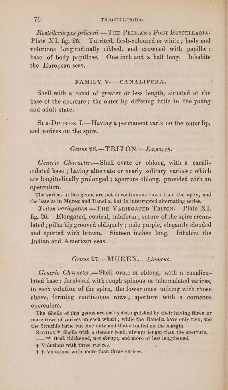 Rostellaria pes pelicani.— THE PELIcAN’s Foot RostELLaRta. Plate XI. fig. 25. Turrited, flesh-coloured or white ; body and volutions longitudinally ribbed, and crowned with papille ; base of body papillose. One inch and a half long. Inhabits the European seas. FAMILY V.—CANALIFERA. Shell with a canal of greater or less length, situated at the base of the aperture; the outer lip differing little in the young and adult state. Sus- Division I.—Having a permanent varix on the outer lip, and varices on the spire. Genus 26.—T RITON.— Lamarck. culated base ; having alternate or nearly solitary varices ; which are longitudinally prolonged ; aperture oblong, provided with an operculum, The varices in this genus are not in continuous rows from the apex, and the base as in Murex and Ranella, but in interrupted alternating series. Triton variegatum.—THE VarigGaTED Triton. ~ Plate XI. fig. 26. Elongated, conical, tubiform ; suture of the spire crenu- lated ; pillar tip grooved obliquely ; pale purple, elegantly clouded and spotted with brown. Sixteen inches long. Inhabits the Indian and American seas. Genus 27.—M URE X.— Linneus. lated base ; furnished with rough spinous or tuberculated varices, in each volution of the spire, the lower ones uniting with those above, forming continuous rows; aperture with a corneous operculum. The Shells of this genus are easily distinguished by their having three or more rows of varices on each whorl ; while the Ranella have only two, and the Struthio larise but one only and that situated on the margin. Secrion * Shells with a slender beak, always longer than the aperture. ——** Beak thickened, not abrupt, and more or less lengthened. + Volutions with three varices. + + Volutions with more than three varices. ae: