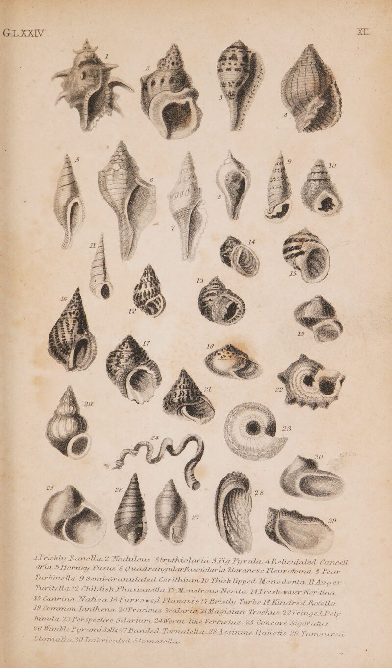 Turbinea 9 Senrd-Granulated Cerithivn 10 Thick lipped Mone donta WU Aay er Turitetia 12 Childish Phastanslla 13 Monstrous Nerita 14 resh-water Neritina 13 Canrina Natica lhPurrowed Planaxts 17 Bristly Turbo 18 Kindred Rotella 19 Commontdanthena 20Pracioius Scalaria AMagioian Trachus Lekringed Delp harala 23 Perspective Solarium. 24Worm. like Vermetics. 25 Concave Sigoriutius 26 Wirnble Pyraruddla? 7 Banded. Torn ateua 28 Assinaine Haliotis 29 Tumoaured Stomalia 30 lwibricated Stowe tella.