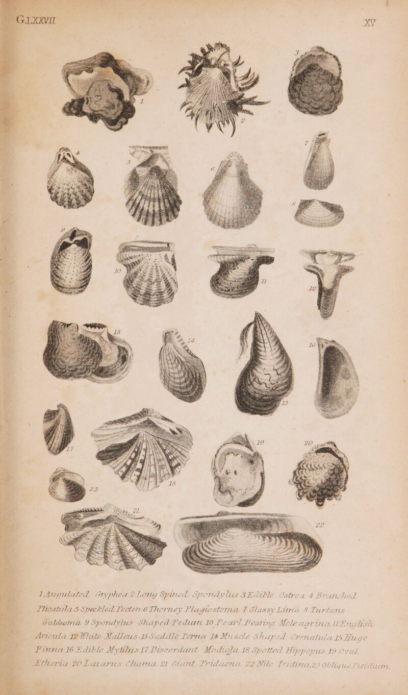 Galdema 9 Spondvlus Shaped Pedian 10 Pearl Bearing Me leagrima ting lsh Anicula 2 White Malleus 13 Saddle Perna 14Miuscle Shaped. Crenatula 15 Hig € Pinna 16 Edible Mytilus 17 Discordant Modigla 18 Spotted Hippopus 19 Oval Erthteria 20 Lazaru.s Chama #1 Giant Tridaena 22 Nile Tridina.24 Oblique fist dina.