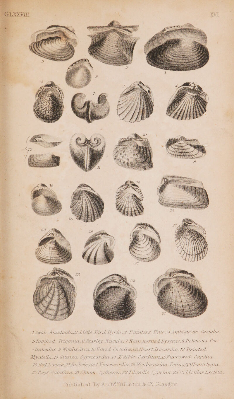 1swan Anadonta.2 Little Bird Hyria.? Paimters Unio, 4dmbiqueus Castalia. Sloothed Trigaraa.6 Fearley Nucula,7 Ram horned Dyseras.8 Delicious Fec- - LUPLCULILS , Vahs Arcade hared. CucnuileaiHearttlsocardia dl? Striated. Meyatella13 une Cypricardiads Baible Carduundsfurrowed Cardita. Vi le hed Lascta ll lnbricuted Yerericordia ts Monticassima VerusPi9Hendrtygut. L0Rays Gilathea 2. Chiane Cytherea. 22Mslandic Cyprina.23 Or bucivar bxoteta . ‘