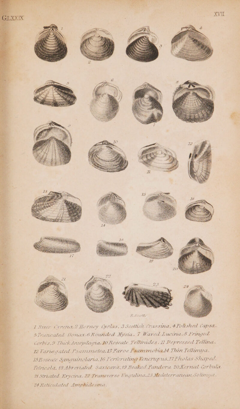 Corbis, 9 Thick Arcopdagia 10 Roseate Tellaudes, ll Depressed Tellin, 12 Variegated Psammniuteads Faroe Psammobiald Thin Tellunya. 1 Roseale Sanguinolaria.lé Pertorating Venerupus.17 Pholas Shaped. Petricala, 18 Abreviated Saxtcava.19 Beaked Pandora 20Kernal Corbula 4 Striated Erycina. 22 Transverse Ungulinid.23 Medeterranedssolimy a. 24 Reticulated Amphidesma.