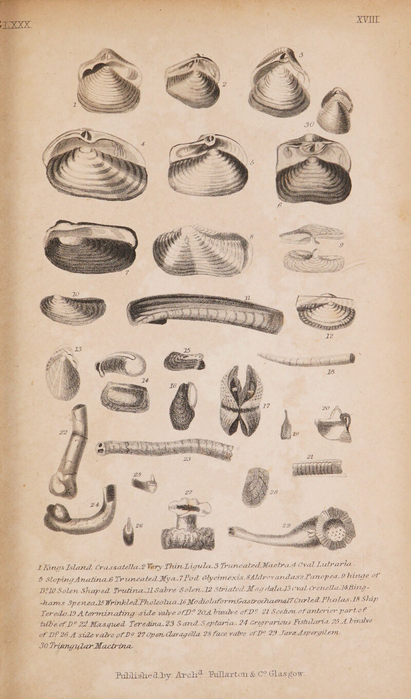 5 Sloping Anatina.6 Truncated Mya.7 Pod Glyctmexts.8Aldrovan dass Panopea.9 hinge of B?10 Solen Shaped Trutina. Sabre Solen.t2 Striated Mag dalat3i'val Crenella ABing- -hams Spenea.ls Wrinkled Pholeolua.ts Mo diolatormGastrochiaenal TCurled Pholas.18 Ship Teredo.19 Aterminating side valye of D? 204 bwalve of D? 21 Scetum otantericr partot — ‘tbbe of D? 24 Masqued Teredina.23 Sand Septaria. 24 cregrarwus Fishularia 25 A. bwalve of. DP 26.A sidevalre pf D? 27 Open Uavagella 28 face valve 0D? 29 Java Aspergilenr 50 Triangylar Mactrina