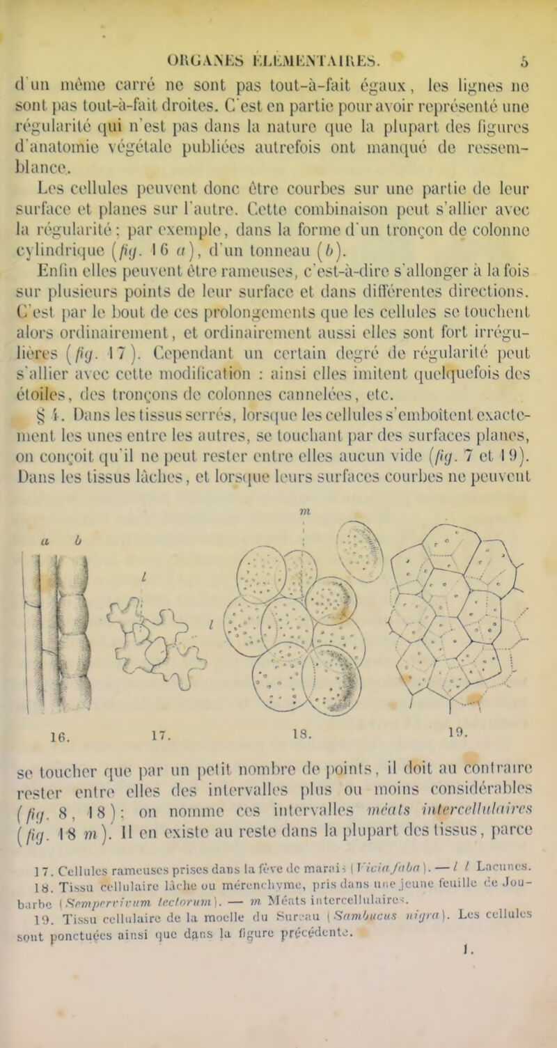 d'un môme carré ne sont pas tout-à-fait égaux, les lignes ne sont pas tout-à-fait droites. C'est en partie pour avoir représenté une régularité qui n’est pas dans la nature que la plupart des figures d'anatomie végétale publiées autrefois ont manqué de ressem- blance. Les cellules peuvent donc être courbes sur une partie de leur surface et planes sur l'autre. Cette combinaison peut s’allier avec la régularité; par exemple, dans la forme d'un tronçon de colonne cylindrique (/)</. 16 a), d'un tonneau (/;). Enfin elles peuvent être rameuses, c'est-à-dire s'allonger à la fois sur plusieurs points de leur surface et dans différentes directions. C’est par le bout de ces prolongements que les cellules se louchent alors ordinairement, et ordinairement aussi elles sont fort irrégu- lières (//y. 17). Cependant un certain degré de régularité peut s'allier avec cette modification : ainsi elles imitent quelquefois des étoiles, des tronçons de colonnes cannelées, etc. § 5 . Dans les tissus serrés, lorsque les cellules s’emboîtent exacte- ment les unes entre les autres, se touchant par des surfaces planes, on conçoit qu'il ne peut rester entre elles aucun vide (//y. 7 et 19). Dans les tissus lâches, et lorsque leurs surfaces courbes ne peuvent se toucher que par un petit nombre de points, il doit au contraire rester entre elles des intervalles plus ou moins considérables 8, 18): on nomme ces intervalles mcats intercellulaires ( /iy. 18 ?»). Il en existe au reste dans la plupart des tissus, parce ] 7. Cellules rameuses prises dans la fève de marais | Vicia faba |. — Il Lacunes. la. Tissu cellulaire lâche ou mérenchyme, pris dans une jeune feuille de .Jou- barbe |Rrmprrcivum Icc/ormn). —■ rn Méats intercellulaircs. 19. Tissu cellulaire de la moelle du Sureau [Sambucus ni y rit). Les cellules sont ponctuées ainsi que dans la figure précédente. 1.