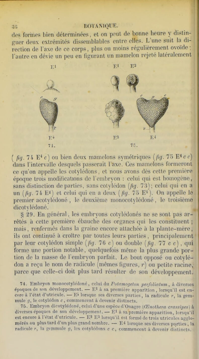 dos formes bien déterminées, et on peut de bonne heure y distin- guer deux extrémités dissemblables entre elles. L une suit la di- rection de l’axe de ce corps, plus ou moins régulièrement ovoïde; l'autre en dévie un peu en figurant un mamelon rejeté latéralement ta e* £2 VA E3 E4 74. 75. ( fig. 74 E4 c) ou bien deux mamelons symétriques [fig. 75 E4 c c) dans 1intervalle desquels passerait Taxe. Ces mamelons formeront ce qu’on appelle les cotylédons, et nous avons dès cette première époque trois modifications de l’cmbrvon : celui qui est homogène, sans distinction départies, sans cotylédon [fig. 73); celui qui en a un [fig. 74 E4) et celui qui on a deux (/îj/. 75 E1). On appelle le premier acotylédoné , le deuxième monocotylédoné, le troisième dicotylédoné. § 29. En général, les embryons cotylédonés ne se sont pas ar- rêtés à cette première ébauche des organes qui les constituent : mais, renfermés dans la graine encore attachée à la plante-mère, ils ont continué à croître par toutes leurs parties, principalement par leur cotylédon simple [fig. 76 c) ou double [fig. 77 c c), qui forme une portion notable, quelquefois même la plus grande por- tion de la masse de l'embryon parfait. Le bout opposé ou cotylé- don a reçu le nom de radicule (mêmes figures, r) ou petite racine, parce que celle-ci doit plus tard résulter de son développement. 74. Embryon monocotylédoné, celui du Polnmocjcton per/oliatum, à diverses époques de son développement. — FA à sa première apparition , lorsqu'il est en- core à l’état d’utricule. — E* lorsque ses diverses parties, la radicule r, la gem- mule g, le cotylédon c , commencent à devenir distincts. 75. Embryon dicotylédoné, celui d’une espèce d’Onagre [Œnothera crasstpes\ à diverses époques de son développement. — El à sa première apparition, lorsqu’il est encore à 1 état d utriculc. — E2 E® lorsqu’il est formé de trois utricules agglo- mérés ou plus tard d’un plus grand nombre. — E4 lorsque ses diverses parties, la radicule r, la gemmule tj, les cotylédons c c, commencent à devenir distincts.