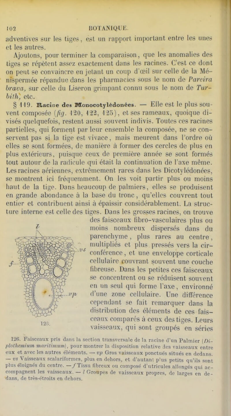 udventives sur les tiges, est un rapport important entre les unes et les autres. Ajoutons, pour terminer la comparaison, que les anomalies des tiges se répètent assez exactement dans les racines. C’est ce dont on peut se convaincre en jetant un coup d’œil sur celle de la Mé- nispermée répandue dans les pharmacies sous le nom de Parcira brava, sur celle du Liseron grimpant connu sous le nom de Tur- bilh) etc. § 119. Racine des Monocotylédonées. — Elle est le plus sou- vent composée (/îg. 120, 122, 125), et ses rameaux, quoique di- visés quelquefois, restent aussi souvent indivis. Toutes ces racines partielles, qui forment par leur ensemble la composée, ne se con- servent pas si la tige est vivace, mais meurent dans l’ordre où elles se sont formées, de manière à former des cercles de plus en plus extérieurs, puisque ceux de première année se sont formés tout autour de la radicule qui était la continuation de l’axe même. Les racines aériennes, extrêmement rares dans les Dicotylédonées, se montrent ici fréquemment. On les voit partir plus ou moins haut de la tige. Dans heaucoup de palmiers, elles se produisent en grande abondance à la base du tronc, qu’elles couvrent tout entier et contribuent ainsi à épaissir considérablement. La struc- ture interne est celle des tiges. Dans les grosses racines, on trouve des faisceaux fibro-vasculaires plus ou moins nombreux dispersés dans du parenchyme, plus rares au centre, multipliés et plus pressés vers la cir- conférence , et une enveloppe corticale cellulaire couvrant souvent une couche fibreuse. Dans les petites ces faisceaux se concentrent ou se réduisent souvent en un seul qui forme l'axe, environné d’une zone cellulaire. Une différence cependant se fait remarquer dans la distribution des éléments de ces fais- ceaux comparés à ceux des tiges. Leurs vaisseaux, qui sont groupés en séries 126. Faisceaux pris dans la section transversale de la racine d’un Palmier ( Di- plolhemium maritimum), pour montrer la disposition relative des vaisseaux entre eux et avec les autres éléments. — vp Gros vaisseaux ponctués situés en dedans. — vs Vaisseaux scalariformes, plus en dehors, et d’autant plus petits qu’ils sont plus éloignés du centre. —/Tissu fibreux ou composé d’ntricules allongés qui ac- compagnent les vaisseaux. — 1 Groupés de vaisseaux propres, de larges en de- dans, de très-étroits en dehors. Z