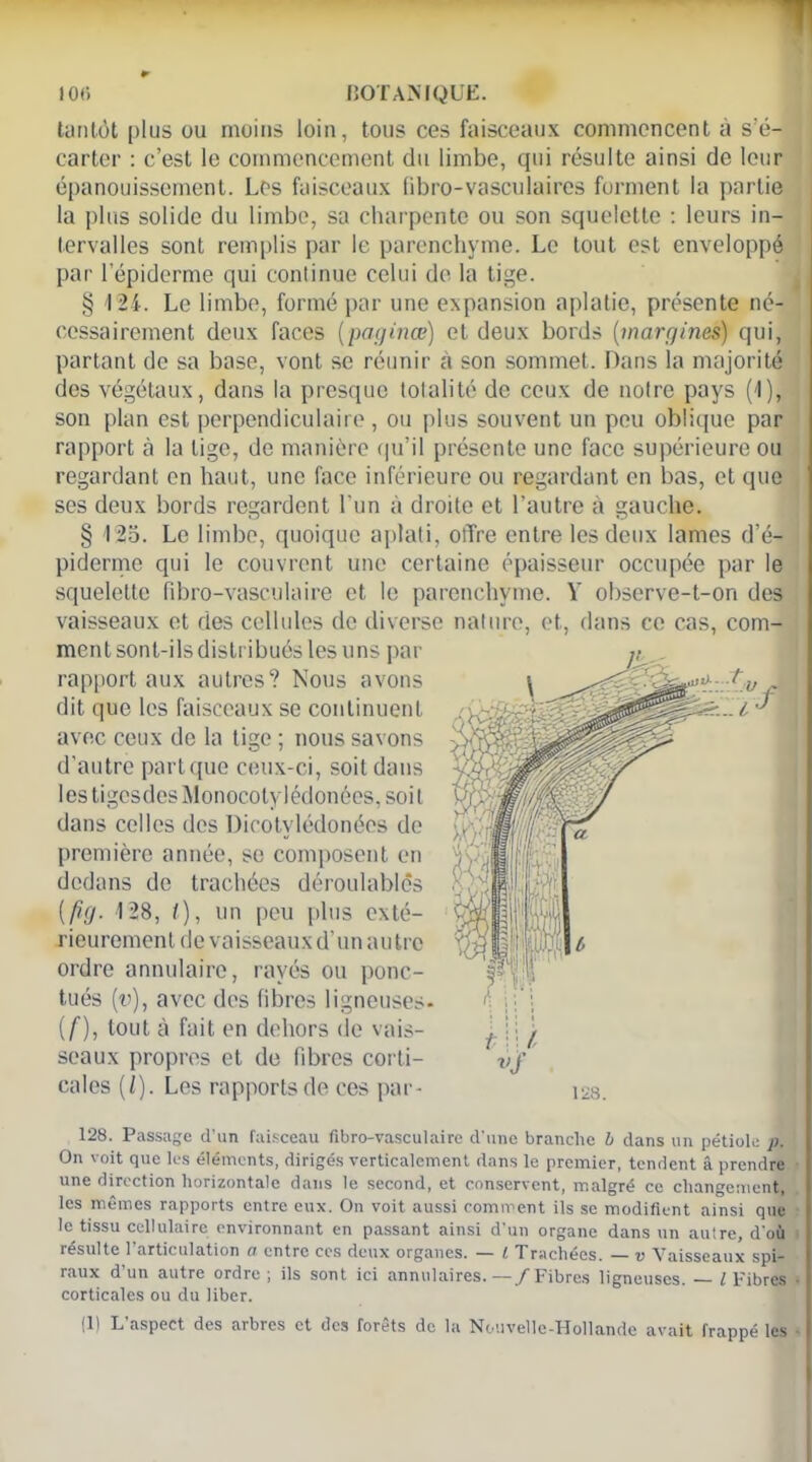 tantôt plus ou moins loin, tous ces faisceaux commencent à s'é- carter : c’est le commencement du limbe, qui résulte ainsi de leur épanouissement. Les faisceaux fibro-vasculaires forment la partie la plus solide du limbe, sa charpente ou son squelette : leurs in- tervalles sont remplis par le parenchyme. Le tout est enveloppé par l’épiderme qui continue celui de la tige. § 124. Le limbe, formé par une expansion aplatie, présente né- cessairement deux faces (paginœ) et deux bords (margines) qui, partant de sa base, vont se réunir à son sommet. Dans la majorité des végétaux, dans la presque totalité de ceux de notre pays (4), son plan est perpendiculaire, ou plus souvent un peu oblique par rapport à la lige, de manière qu’il présente une face supérieure ou regardant en haut, une face inférieure ou regardant en bas, et que ses deux bords regardent l’un à droite et l’autre à gauche. § 125. Le limbe, quoique aplati, offre entre les deux lames d’é- piderme qui le couvrent une certaine épaisseur occupée par le squelette fibro-vasculaire et le parenchyme. V observe-t-on des vaisseaux et des cellules de diverse nature, et, dans ce cas, com- ment sont-ils distribués les uns par rapport aux autres? Nous avons dit que les faisceaux se continuent avec ceux de la tige ; nous savons d’autre partque ceux-ci, soit dans les tigesdesMonocolylédonées, soit dans celles des Dicotvlédonées de première année, se composent en dedans de trachées déroulablês [fig. 128, /), un peu plus exté- rieurement de vaisseaux d’un autre ordre annulaire, rayés ou ponc- tués (v), avec des libres ligneuses. (/), tout à fait en dehors de vais- seaux propres et de fibres corti- cales (l). Les rapports de ces pur - 128. Passage d’un faisceau fibro-vasculaire d’une branche b dans un pétiole p. On voit que les éléments, dirigés verticalement dans le premier, tendent â prendre une direction horizontale dans le second, et conservent, malgré ce changement, les mêmes rapports entre eux. On voit aussi comment ils se modifient ainsi que le tissu cellulaire environnant en passant ainsi d’un organe dans un autre, d’où résulte 1 articulation n entre ces deux organes. —— L Trachées. — v X^aisscaux spi- raux d’un autre ordre ; ils sont ici annulaires.— /Fibres ligneuses. l Fibres • corticales ou du liber. (1) L’aspect des arbres et des forêts de la Nouvelle-Hollande avait frappé les
