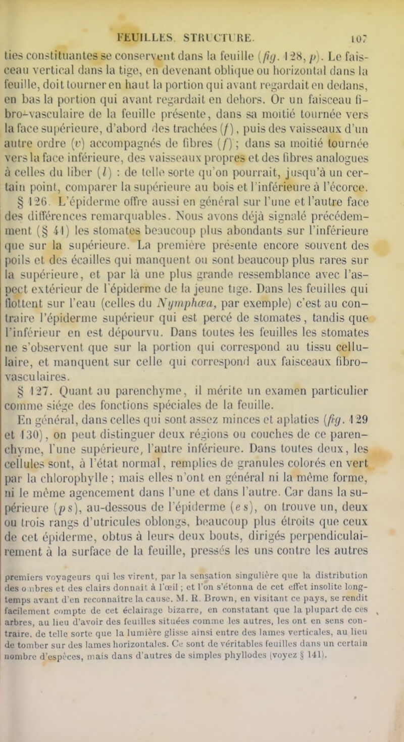 tics constituantes se conservent dans la feuille (Jhj. I '28, p). Le fais- ceau vertical dans la tige, en devenant oblique ou horizontal dans la feuille, doit tourner en haut la portion qui avant regardait en dedans, en bas la portion qui avant regardait en dehors. Or un faisceau li- bro^vascutaire de la feuille présente, dans sa moitié tournée vers la face supérieure, d’abord des trachées (/), puis des vaisseaux d’un autre ordre [v) accompagnés de fibres (f) ; dans sa moitié tournée vers la face inférieure, des vaisseaux propres et des fibres analogues à celles du liber (/) : de telle sorte qu’on pourrait, jusqu’à un cer- tain point, comparer la supérieure au bois et I inférieure à l’écorce. § 126. L’épiderme offre aussi en général sur l’une et l’autre face des différences remarquables. Nous avons déjà signalé précédem- ment (§ 41) les stomates beaucoup plus abondants sur l’inférieure que sur la supérieure. La première présente encore souvent des poils et des écailles qui manquent ou sont beaucoup plus rares sur la supérieure, et par là une plus grande ressemblance avec l’as- pect extérieur de l’épiderme de la jeune tige. Dans les feuilles qui Ilot tout sur l’eau (celles du Nymphœa, par exemple) c’est au con- traire l’épiderme supérieur qui est percé de stomates, tandis que l’inférieur en est dépourvu. Dans toutes les feuilles les stomates ne s’observent que sur la portion qui correspond au tissu cellu- laire, et manquent sur celle qui correspond aux faisceaux fibro- vasculaires. § 127. Quant au parenchyme, il mérite un examen particulier comme siège des fonctions spéciales de la feuille. En général, dans celles qui sont assez minces et aplaties [ftg. 129 et 130), on peut distinguer deux régions ou couches de ce paren- chyme, l’une supérieure, l’autre inférieure. Dans toutes deux, les cellules sont, à l’état normal. remplies de granules colorés en vert par la chlorophylle ; mais elles n’ont en général ni la même forme, ni le même agencement dans l’une et dans l’autre. Car dans la su- périeure (ps), au-dessous de l'épiderme (es), on trouve un, deux ou trois rangs d’utricules oblongs, beaucoup plus étroits que ceux de cet épiderme, obtus à leurs deux bouts, dirigés perpendiculai- rement à la surface de la feuille, pressés les uns contre les autres premiers voyageurs qui les virent, par la sensation singulière que la distribution des o libres et des clairs donnait à l'œil ; et l’on s’étonna de cet effet insolite long- temps avant d’en reconnaître la cause. M. R. Brown, en visitant ce pays, se rendit facilement compte de cet éclairage bizarre, en constatant que la plupart de ces ( arbres, au lieu d’avoir des feuilles situées comme les autres, les ont en sens con- traire. de telle sorte que la lumière glisse ainsi entre des lames verticales, au lieu de tomber sur des lames horizontales. Ce sont de véritables feuilles dans un certain nombre d'espèces, mais dans d’autres de simples phyllodes (voyez § 141).