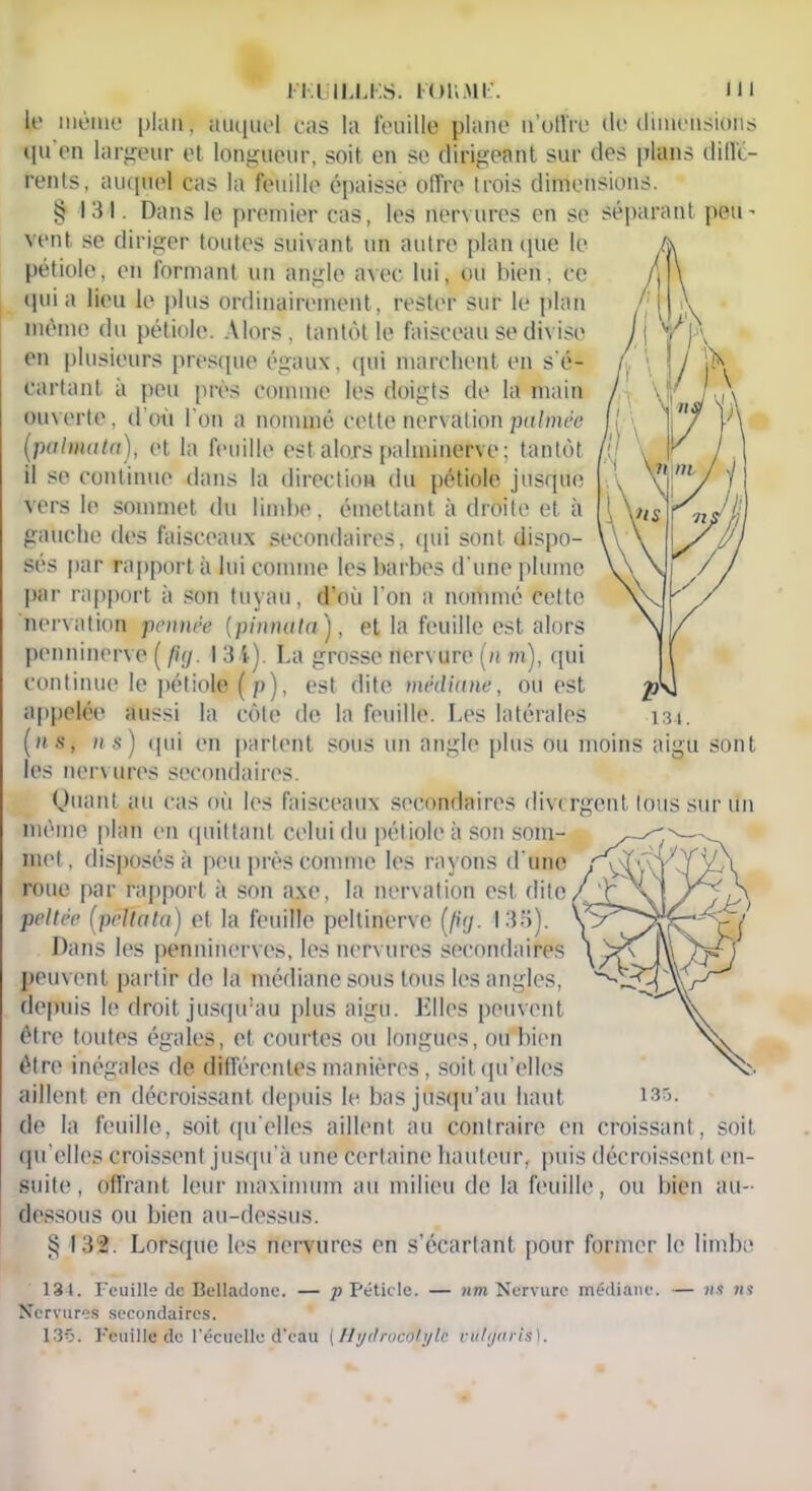 le même plan, auquel cas la feuille plane n’offre de dimensions qu en largeur et longueur, soit en se dirigeant sur des plans diffé- rents, auquel cas la feuille épaisse offre trois dimensions. § 131. Dans le premier cas, les nervures en se séparant peii’ vent se diriger toutes suivant un autre plan que le pétiole, en formant un angle avec lui, ou bien, ce quia lieu le plus ordinairement, rester sur le plan même du pétiole. Alors, tantôt le faisceau se divise en plusieurs presque égaux, qui marchent en s'é- cartant à peu près comme les doigts de la main ouverte, d'où l'on a nommé cette nervationpalmée (.pal ma ta), et la feuille est alors palminervc; tantôt il se continue dans la direction du pétiole jusque vers le sommet du limbe, émettant à droite et à gauche des faisceaux secondaires, «pii sont dispo- sés par rapport à lui comme les barbes d'une plume par rapport à son tuyau, d'où l'on a nommé cette nervation pennée (pinnala), et la feuille est alors penninerve ( fiy. 134) La grosse nervure (n m), qui continue le pétiole ( p), est dite médiane, ouest appelée aussi la côte de la feuille. Les latérales (ns, ns) qui en partent sous un angle plus ou moins aigu sont les nervures secondaires. 134. Quant au cas où les faisceaux secondaires divergent tous sur un même plan en quittant celui du pétiole à son som- met, disposés à peu près comme les rayons d'une roue par rapport à son axe, la nervation est dite peltée (peltata) et la feuille peltinerve (fi<j. 135). Dans les penninerves, les nervures secondaires peuvent partir de la médiane sous tous les angles, depuis le droit jusqu’au plus aigu. Elles peuvent être toutes égales, et courtes ou longues, ou bien être inégales de différentes manières, soit qu'elles aillent en décroissant depuis le bas jusqu’au haut 135. de la feuille, soit qu'elles aillent au contraire en croissant , soit qu elles croissent jusqu’à une certaine hauteur, puis décroissent en- suite, offrant leur maximum au milieu de la feuille, ou bien au- dessous ou bien au-dessus. § 132. Lorsque les nervures en s’écartant pour former le limbe 134. Feuille de Belladone. — p Pétiole. — «m Nervure médiane. — nu ns Nervures secondaires. 136. Feuille de récuelle d’eau ( Hydrocotyle vütgnris).