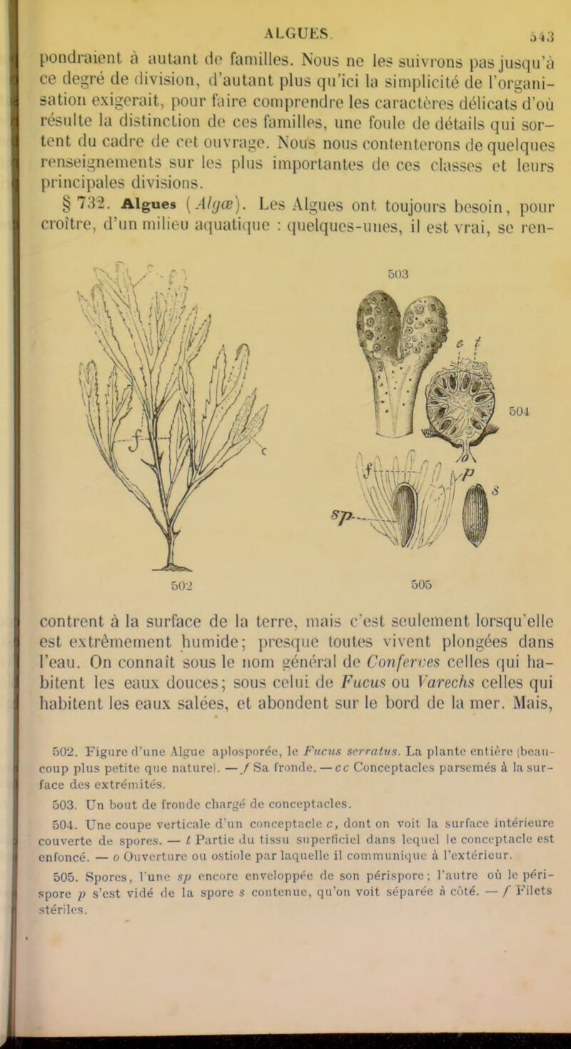 ALGUES à4.j pondraient à autant do familles. Nous ne les suivrons pas jusqu’à ce degré de division, d’autant plus qu’ici la simplicité de l’organi- sation exigerait, pour faire comprendre les caractères délicats d’où résulte la distinction de ces familles, une foule de détails qui sor- tent du cadre de cet ouvrage. Nous nous contenterons de quelques renseignements sur les plus importantes de ces classes et leurs principales divisions. §732. Algues (Ahjœ). Les Algues ont toujours besoin, pour croître, d’un milieu aquatique : quelques-unes, il est vrai, se ren- 503 505 504 contrent à la surface de la terre, mais c'est seulement lorsqu’elle est extrêmement humide; presque toutes vivent plongées dans l’eau. On connaît sous le nom général de Conferves celles qui ha- bitent les eaux douces; sous celui de Fucus ou Varechs celles qui habitent les eaux salées, et abondent sur le bord de la mer. Mais, 502. Figure d’une Algue aplosporée, le Fucus scrralus. La plante entière (beau- coup plus petite que naturel. —/Sa fronde. — cc Conceptacles parsemés à la sur- face des extrémités. 503. Un bout de fronde chargé de conceptacles. 504. Une coupe verticale d'un conceptacle c, dont on voit la surface intérieure couverte de spores. — /, Partie du tissu superficiel dans lequel le conceptacle est enfoncé. — o Ouverture ou ostiole par laquelle il communique à l’extérieur. 505. Spores, l'une sp encore enveloppée de son périspore; l'autre où le péri- spore p s’est vidé de la spore s contenue, qu’on voit séparée à côté. — f Filets stériles.