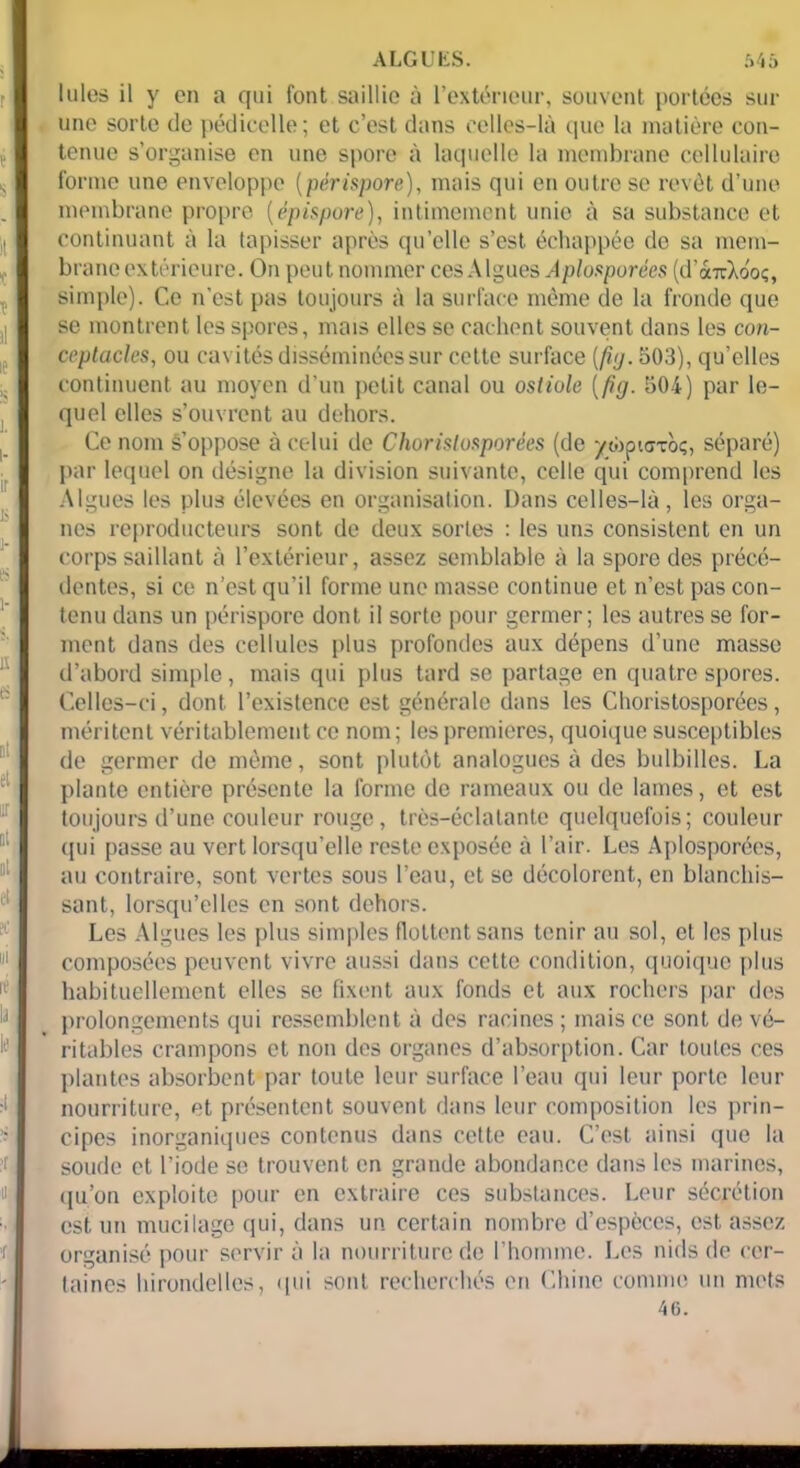Iules il y en a qui font saillie à l’extérieur, souvent portées sur une sorte de pédicelle; et c’est dans celles-là c|ue la matière con- tenue s’organise en une spore à laquelle la membrane cellulaire forme une enveloppe (périspore), mais qui en outre se revêt d’une membrane propre (épispore), intimement unie à sa substance et continuant à la tapisser après qu’elle s’est échappée do sa mem- brane extérieure. On peut nommer ces A Igues Aplosporées (d’a7rXooç, simple). Ce n'est pas toujours à la surface même de la fronde que se montrent les spores, mais elles se cachent souvent dans les con- ceptacles, ou cavités disséminées sur cette surface (fi/j. 503), qu’elles continuent au moyen d’un petit canal ou osiiole (fig. 504) par le- quel elles s’ouvrent au dehors. Ce nom s’oppose à celui de Chorislosporées (de ywpiG-roç, séparé) par lequel on désigne la division suivante, celle qui comprend les Algues les plus élevées en organisation. Dans celles-là, les orga- nes reproducteurs sont de deux sortes : les uns consistent en un corps saillant à l’extérieur, assez semblable à la spore des précé- dentes, si ce n’est qu’il forme une masse continue et n’est pas con- tenu dans un périspore dont il sorte pour germer; les autres se for- ment dans des cellules plus profondes aux dépens d’une masse d’abord simple, mais qui plus tard se partage en quatre spores. Celles-ci, dont l’existence est générale clans les Choristosporées, méritent véritablement ce nom; les premières, quoique susceptibles de germer de môme, sont plutôt analogues à des bulbilles. La plante entière présente la forme de rameaux ou de lames, et est toujours d’une couleur rouge, très-éclatante quelquefois; couleur qui passe au vert lorsqu’elle reste exposée à l’air. Les Aplosporées, au contraire, sont vertes sous l’eau, et se décolorent, en blanchis- sant, lorsqu’elles en sont dehors. Les Algues les plus simples flottent sans tenir au sol, et les plus composées peuvent vivre aussi dans cette condition, quoique plus habituellement elles se fixent aux fonds et aux rochers par des prolongements qui ressemblent à des racines ; mais ce sont de vé- ritables crampons et non des organes d’absorption. Car toutes ces plantes absorbent par toute leur surface l’eau qui leur porte leur nourriture, et présentent souvent dans leur composition les prin- cipes inorganiques contenus dans cette eau. C’est ainsi que la soude et l’iode se trouvent en grande abondance dans les marines, qu’on exploite pour en extraire ces substances. Leur sécrétion est un mucilage qui, dans un certain nombre d’espèces, est assez organisé pour servir à la nourriture de l’homme. Les nids de cer- taines hirondelles, qui sont recherchés en Chine comme un mets 46.
