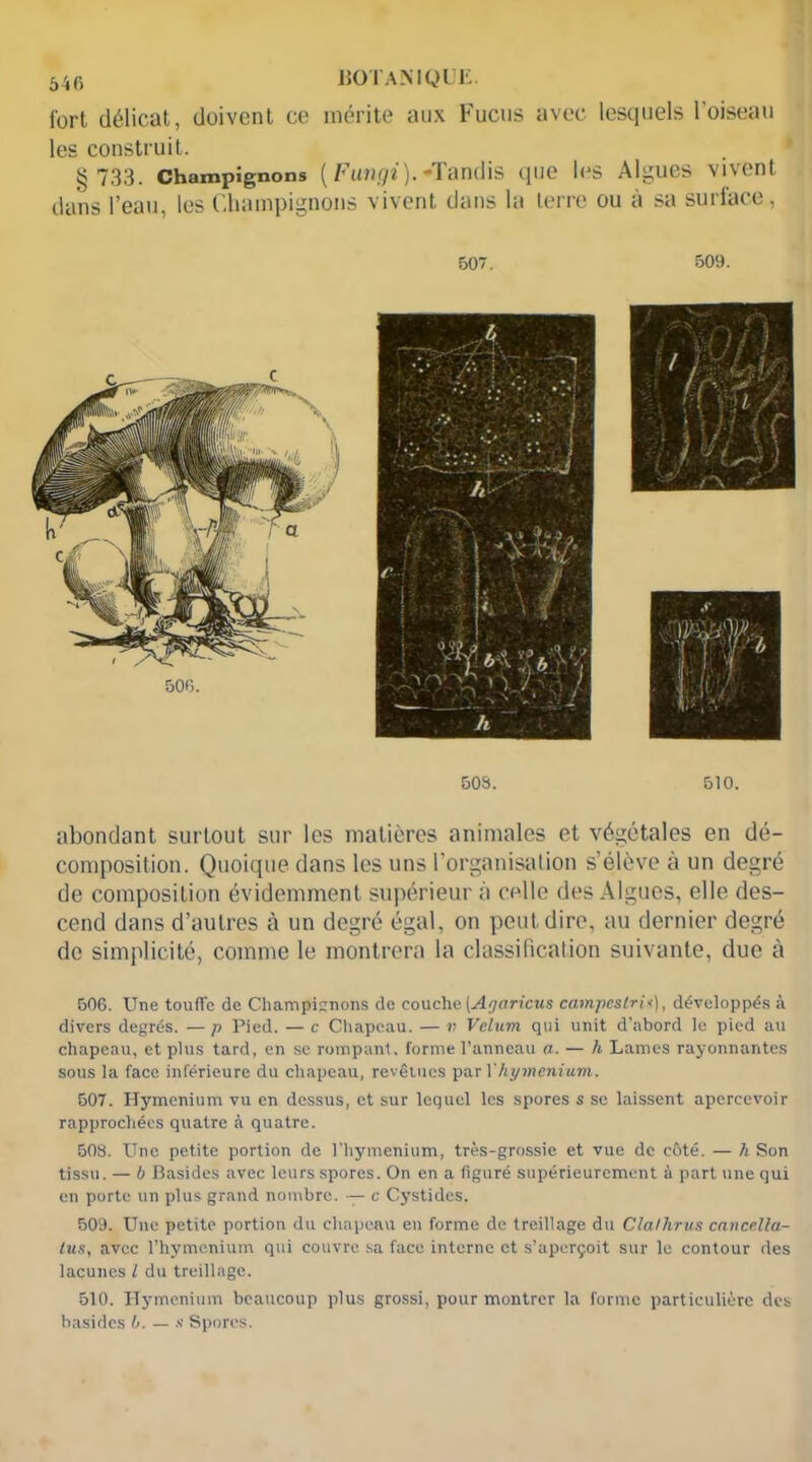 fort délicat, doivent ce mérite aux Fucus avec lesquels l’oiseau les construit. § 733. champignons ( Fungi). -Tandis que les Algues vivent dans l’eau, les Champignons vivent dans la terre ou à sa surface, 507. 509. 503. 510. abondant surtout sur les matières animales et végétales en dé- composition. Quoique dans les uns l’organisation s’élève à un degré de composition évidemment supérieur à celle des Algues, elle des- cend dans d’autres à un degré égal, on peut dire, au dernier degré de simplicité, comme le montrera la classification suivante, due à 506. Une touffe de Champignons de couche [Agaricus campcslris), développés à divers degrés. — p Pied. — c Chapeau. — v Vélum qui unit d’abord le pied au chapeau, et plus tard, en se rompant, forme l’anneau a. — h Lames rayonnantes sous la face inférieure du chapeau, revêtues par Y hyménium. 507. Hyménium vu en dessus, et sur lequel les spores s se laissent apercevoir rapprochées quatre à quatre. 508. Une petite portion de l'hymenium, très-grossie et vue de côté. — h Son tissu. — b Basides avec leurs spores. On en a figuré supérieurement à part une qui en porte un plus grand nombre. — c Cystides. 509. Une petite portion du chapeau en forme de treillage du Clalhrus cnncella- tus, avec l’hymenium qui couvre sa face interne et s’aperçoit sur le contour des lacunes l du treillage. 510. Hyménium beaucoup plus grossi, pour montrer la forme particulière des basides b. — .< Spores.