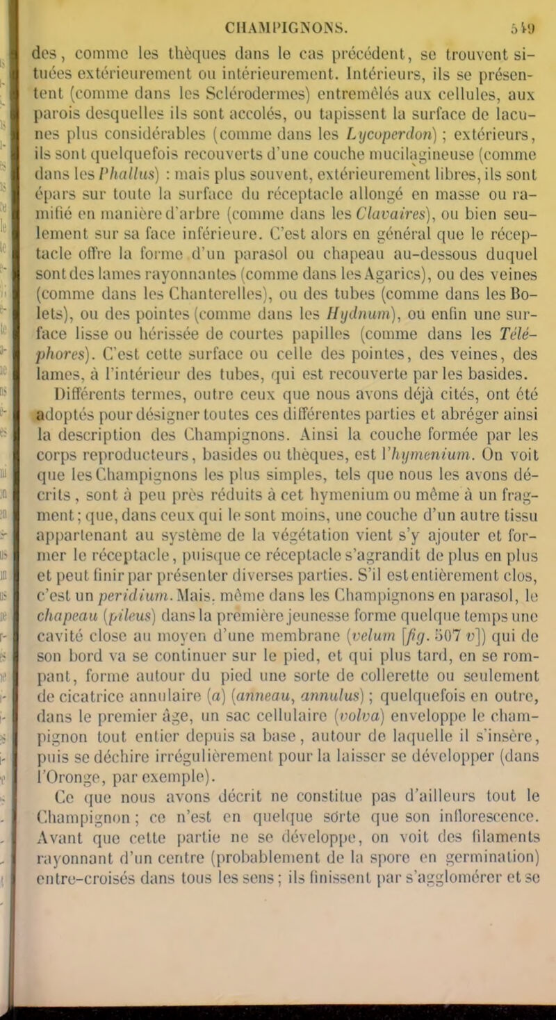 des, comme les thèques dans le cas précédent, se trouvent si- tuées extérieurement ou intérieurement. Intérieurs, ils se présen- tent (comme dans les Sclérodermes) entremêlés aux cellules, aux parois desquelles ils sont accolés, ou tapissent la surface de lacu- nes plus considérables (comme dans les Lycoperdori) ; extérieurs, ils sont quelquefois recouverts d’une couche mucilagineuse (comme dans les Phallus) : mais plus souvent, extérieurement libres, ils sont épars sur toute la surface du réceptacle allongé en masse ou ra- mifié en manière d'arbre (comme dans les Clavaires), ou bien seu- lement sur sa face inférieure. C’est alors en général que le récep- tacle offre la forme d’un parasol ou chapeau au-dessous duquel sont des lames rayonnantes (comme dans les Agarics), ou des veines (comme dans les Chanterelles), ou des tubes (comme dans les Bo- lets), ou des pointes (comme dans les Hydnum), ou enfin une sur- face lisse ou hérissée de courtes papilles (comme dans les Télé- phores). C’est cette surface ou celle des pointes, des veines, des lames, à l’intérieur des tubes, qui est recouverte parles basides. Différents termes, outre ceux que nous avons déjà cités, ont été adoptés pour désigner toutes ces différentes parties et abréger ainsi la description des Champignons. Ainsi la couche formée par les corps reproducteurs, basides ou thèques, est Y hyménium. On voit que les Champignons les plus simples, tels que nous les avons dé- crits , sont à peu près réduits à cet hyménium ou môme à un frag- ment ; que, dans ceux qui le sont moins, une couche d’un autre tissu appartenant au système de la végétation vient s’y ajouter et for- mer le réceptacle, puisque ce réceptacle s’agrandit de plus en plus et peut finir par présenter diverses parties. S’il est entièrement clos, c’est un peridium. Mais, môme dans les Champignons en parasol, le chapeau (pileus) dans la première jeunesse forme quelque temps une cavité close au moyen d’une membrane (vélum \fig. 507 a]) qui de son bord va se continuer sur le pied, et qui plus tard, en se rom- pant, forme autour du pied une sorte de collerette ou seulement de cicatrice annulaire (a) (anneau, annulus) ; quelquefois en outre, dans le premier âge, un sac cellulaire (volva) enveloppe le cham- pignon tout entier depuis sa base, autour de laquelle il s’insère, puis se déchire irrégulièrement pour la laisser se développer (dans l’Oronge, par exemple). Ce (pie nous avons décrit ne constitue pas d’ailleurs tout le Champignon ; ce n’est en quelque sorte que son inflorescence. Avant que cette partie ne se développe, on voit des lilaments rayonnant d’un centre (probablement de la spore en germination) entre-croisés dans tous les sens; ils finissent par s’agglomérer et se