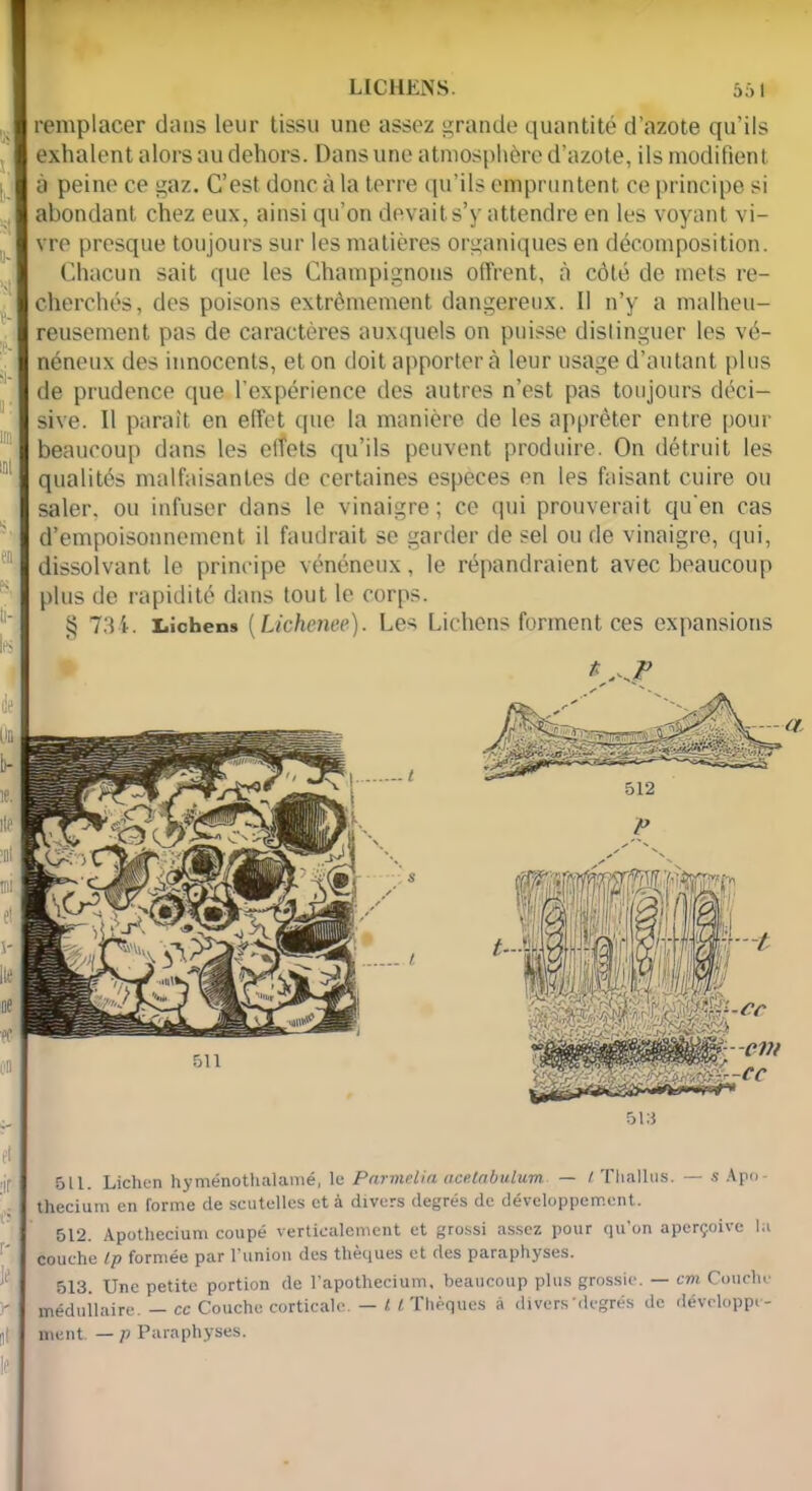 LICHENS. 55 ! remplacer dans leur tissu une assez grande quantité d’azote qu’ils exhalent alors au dehors. Dans une atmosphère d’azote, ils modifient à peine ce gaz. C’est donc à la terre qu’ils empruntent ce principe si abondant chez eux, ainsi qu’on devait s’y attendre en les voyant vi- vre presque toujours sur les matières organiques en décomposition. Chacun sait que les Champignons offrent, à côté de mets re- cherchés, des poisons extrêmement dangereux. Il n’y a malheu- reusement pas de caractères auxquels on puisse distinguer les vé- néneux des innocents, et on doit apporter à leur usage d’autant plus de prudence que l'expérience des autres n’est pas toujours déci- sive. 11 paraît en effet que la manière de les apprêter entre pour beaucoup dans les effets qu’ils peuvent produire. On détruit les qualités malfaisantes de certaines especes on les faisant cuire ou saler, ou infuser dans le vinaigre; ce qui prouverait qu'en cas d’empoisonnement il faudrait se garder de sel ou de vinaigre, qui, dissolvant le principe vénéneux, le répandraient avec beaucoup plus de rapidité dans tout le corps. $ 734. Lichens (Lichenee). Les Lichens forment ces expansions 51:5 511. Lichen hyménothalamé, le Parmelia acetabulum — L Thalliis. — s Apo- thecium en forme de seutelles et à divers degrés de développement. 512. Apothecium coupé verticalement et grossi assez pour qu’on aperçoive la couche lp formée par l’union des thèques et des paraphyses. 513. Une petite portion de l’apothecium, beaucoup plus grossie. — cm Couche médullaire. — ce Couche corticale. — l l Thèques à divers 'degrés de développe- ment. — p Paraphyses.