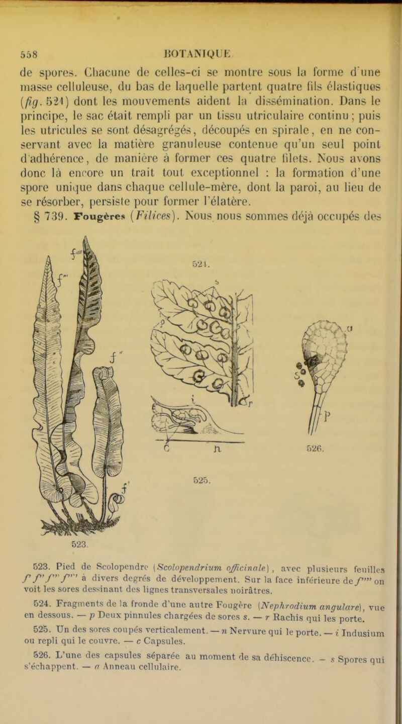 de spore». Chacune de celles-ci se montre sous la forme d'une masse celluleuse, du bas de laquelle partent quatre fils élastiques (fig. 521) dont les mouvements aident la dissémination. Dans le principe, le sac était rempli par un tissu utriculaire continu; puis les utricules se sont désagrégés, découpés en spirale, en ne con- servant avec la matière granuleuse contenue qu’un seul point d adhérence, de manière à former ces quatre filets. Nous avons donc là encore un trait tout exceptionnel : la formation d’une spore unique dans chaque cellule-mère, dont la paroi, ou lieu de se résorber, persisle pour former l'élatère. § 739. Fougères (Filices). Nous nous sommes déjà occupés des 5-21. 525. 523. 526. 523. Pied de Scolopendre [Scolopendrium officinale.) , avec plusieurs feuilles » divers degrés de développement. Sur la face inférieure de f’” on voit les sores dessinant des lignes transversales noirâtres. 524. Fragments de la fronde d’une autre Fougère (Nephrndium angulare), vue en dessous. — p Deux pinnules chargées de sores s. — r Rachis qui les porte. 525. Un des sores coupés verticalement. — n Nervure qui le porte. — i Indusium ou repli qui le couvre. — c Capsules. 526. L’une des capsules séparée au moment de sa déhiscence. - « Spores qui s'échappent. — n Anneau cellulaire.