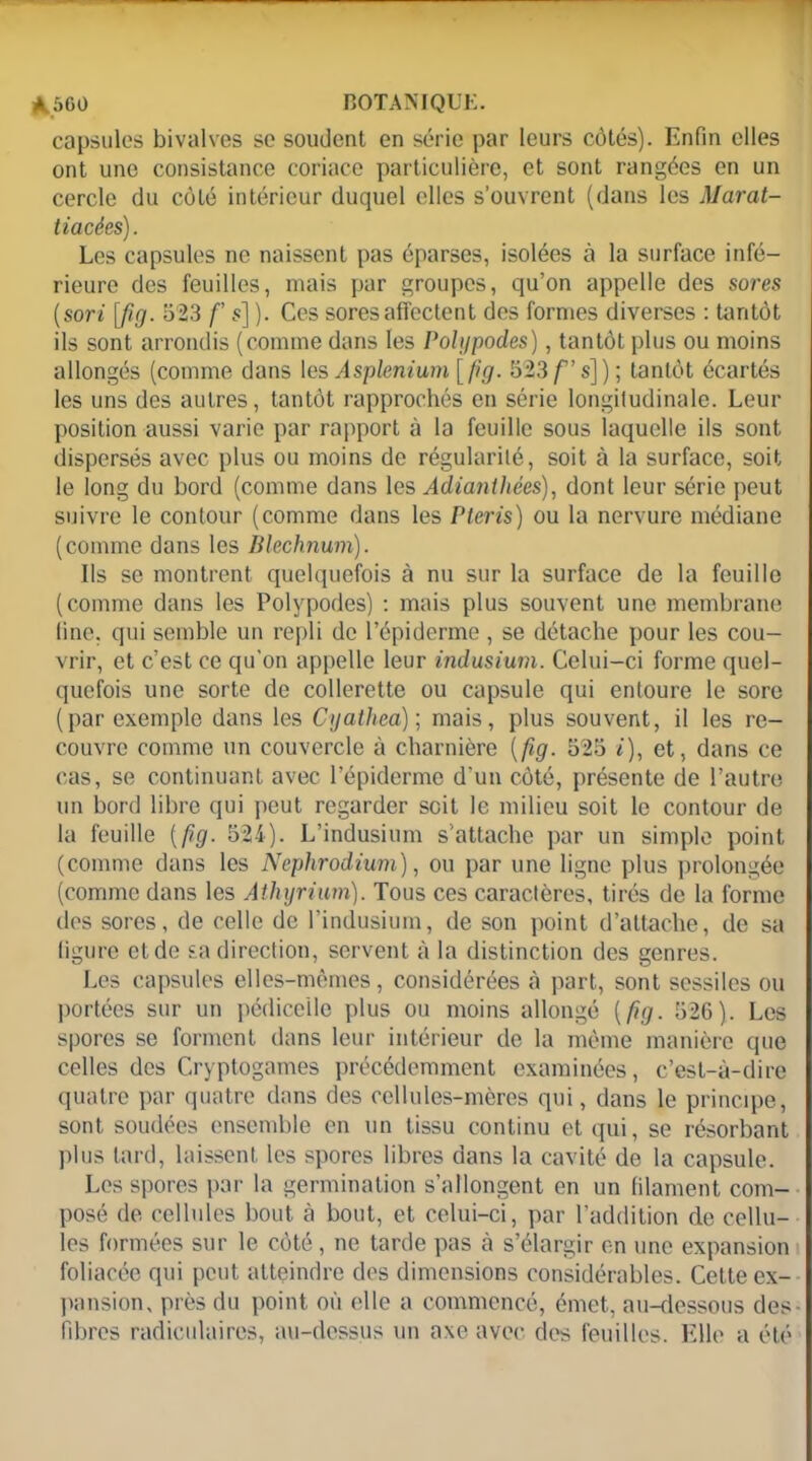 capsules bivalves se soudent en série par leurs côtés). Enfin elles ont une consistance coriace particulière, et sont rangées en un cercle du côté intérieur duquel elles s’ouvrent (dans les Marat- tiacées). Les capsules ne naissent pas éparses, isolées à la surface infé- rieure des feuilles, mais par groupes, qu’on appelle des sores (sori [fig. 523 f s] ). Ces sores affectent des formes diverses : tantôt ils sont arrondis (comme dans les Polypodes), tantôt plus ou moins allongés (comme dans les Asplénium [fig. 523 f’s]); tantôt écartés les uns des autres, tantôt rapprochés en série longitudinale. Leur position aussi varie par rapport à la feuille sous laquelle ils sont dispersés avec plus ou moins de régularité, soit à la surface, soit le long du bord (comme dans les Adiantliées), dont leur série peut suivre le contour (comme dans les Pteris) ou la nervure médiane (comme dans les Blechnum). Us se montrent quelquefois à nu sur la surface de la feuille (comme dans les Polypodes) : mais plus souvent une membrane line, qui semble un repli de l’épiderme , se détache pour les cou- vrir, et c’est ce qu’on appelle leur indusium. Celui-ci forme quel- quefois une sorte de collerette ou capsule qui entoure le sore (par exemple dans les Cyathea); mais, plus souvent, il les re- couvre comme un couvercle à charnière {fig. 525 i), et, dans ce cas, se continuant avec l’épiderme d’un côté, présente de l’autre un bord libre qui peut regarder soit le milieu soit le contour de la feuille {fig. 524). L’indusium s’attache par un simple point (comme dans les Nephrodium), ou par une ligne plus prolongée (comme dans les Athyrium). Tous ces caractères, tirés de la forme des sores, de celle de l’indusium, de son point d’attache, de sa figure et de sa direction, servent à la distinction des genres. Les capsules elles-mêmes, considérées à part, sont sessiles ou portées sur un pédiceile plus ou moins allongé {fig. 526). Les spores se forment dans leur intérieur de la même manière que celles des Cryptogames précédemment examinées, c’est-à-dire quatre par quatre dans des cellules-mères qui, dans le principe, sont soudées ensemble en un tissu continu et qui, se résorbant plus lard, laissent les spores libres dans la cavité de la capsule. Les spores par la germination s’allongent en un filament com- posé de cellules bout à bout, et celui-ci, par l’addition de cellu- les formées sur le côté, ne tarde pas à s’élargir on une expansion foliacée qui peut atteindre des dimensions considérables. Cette ex- pansion, près du point où elle a commencé, émet, au-dessous des fibres radiculaires, au-dessus un axe avec des feuilles. Elle a été