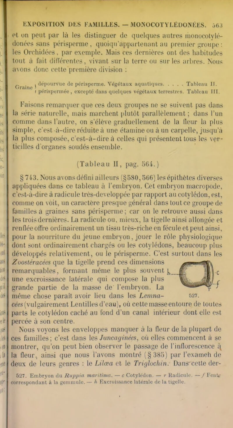 et on petit par là les distinguer de quelques autres monocotylé- donées sans périsperme, quoiqn’appartenant au premier groupe : les Orchidées, par exemple. Mais ces dernières ont des habitudes tout à fait différentes, vivant sur la terre ou sur les arbres. Nous avons donc cette première division : ç, _ | dépourvue de périsperme. Végétaux aquatiques Tableau II. i périspermée , excepté dans quelques végétaux terrestres. Tableau 111. Faisons remarquer que ces deux groupes ne se suivent pas dans la série naturelle, mais marchent plutôt parallèlement ; dans l’un comme dans l’autre, on s’élève graduellement de la fleur la plus simple, c'est -à-dire réduite à une étamine ou à un carpelle, jusqu’à la plus composée, c’est-à-dire à celles qui présentent tous les vpr- ticilles d'organes soudés ensemble. (Tableau II, pag. 564.) § 713. Nous avons défini ailleurs (§580,566) les épithètes diverses appliquées dans ce tableau à l’embryon. Cet embryon macropode, c’est-à-dire à radicule très-developpée par rapport au cotylédon, est. comme on voit, un caractère presque général dans tout ce groupe de familles à graines sans périsperme; car on le retrouve aussi dans les trois dernières. La radicule ou, mieux, la tigelle ainsi allongée et renflée offre ordinairement un tissu très-riche en fécule et peut ainsi, pour la nourriture du jeune embryon, jouer le rôle physiologique dont sont ordinairement chargés ou les cotylédons, beaucoup plus développés relativement, ou le périsperme. C’est surtout dans les Zuostéracées que la tigelle prend ces dimensions remarquables, formant même le plus souvent une excroissance latérale qui compose la plus grande partie de la masse de l’embryon. La même chose parait avoir lieu dans les Lemna- 527. cées (vulgairement Lentilles d’eau), où cette masse entoure de toutes parts le cotylédon caché au fond d’un canal intérieur dont elle est percée à son centre. Nous voyons les enveloppes manquer à la fleur de la plupart de ces familles; c’est dans les Juncaginées, où elles commencent à se montrer, qu’on peut bien observer le passage de l’inflorescence la fleur, ainsi que nous l’avons montré (§ 385) par l’exameh de deux de leurs genres : le Lilœa et le Triglochin. Dans'cette der- 527. Embryon du liuppia maritima. — c Cotylédon. — r Radicule. —/Fente correspondant à la gemmule. — h. Excroissance latérale de la tigelle.