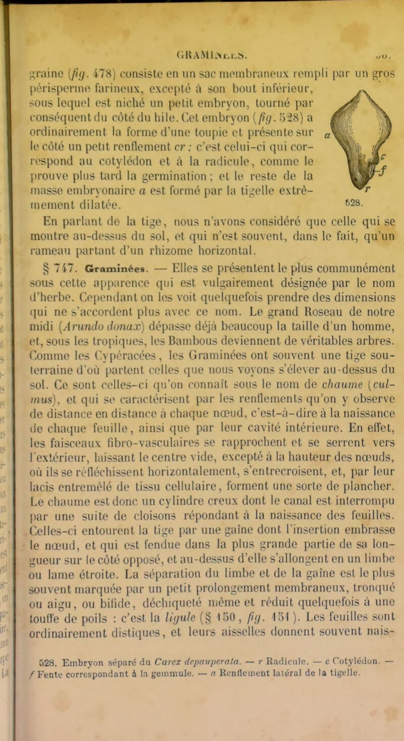 LRAMLN i.c.5>. raine [fuj. 478) consiste en un sac membraneux rempli par un gros périsperme farineux, excepté à son bout inférieur, sous lequel est niché un petit embryon, tourné par conséquent du côté du hile. Cet embryon ( fhj. 528) a ordinairement la forme d’une toupie et présente sur le côté un petit rendement cr ; c’est celui-ci qui cor- respond au cotylédon et à la radicule, comme le prouve plus tard la germination ; et le reste de la masse embryonaire a est formé par la tigelle extrê- mement dilatée. En parlant de la tige, nous n’avons considéré que celle qui se montre au-dessus du sol, et qui n’est souvent, dans le fait, qu’un rameau partant d’un rhizome horizontal. § 7 47. Graminées. — Elles se présentent le plus communément sous cette apparence qui est vulgairement désignée par le nom d’herbe. Cependant on les voit quelquefois prendre des dimensions qui ne s’accordent plus avec ce nom. Le grand Roseau de notre midi (Arundo donax) dépasse déjà beaucoup la taille d’un homme, et, sous les tropiques, les Bambous deviennent de véritables arbres. Comme les Cypéracées, les Graminées ont souvent une tige sou- terraine d’où partent celles que nous voyons s’élever au-dessus du sol. Ce sont celles-ci qu’on connaît sous le nom de chaume (cul- mus), et qui se caractérisent par les renflements qu’on y observe de distance en distance à chaque nœud, c’est-à-dire à la naissance de chaque feuille, ainsi que par leur cavité intérieure. En effet, les faisceaux fibro-vasculaires se rapprochent et se serrent vers l'extérieur, laissant le centre vide, excepté à la hauteur des nœuds, où ils se réfléchissent horizontalement, s’entrecroisent, et, par leur lacis entremêlé de tissu cellulaire, forment une sorte de plancher. Le chaume est donc un cylindre creux dont le canal est interrompu par une suite de cloisons répondant à la naissance des feuilles. Celles-ci entourent la tige par une gaine dont l'insertion embrasse le nœud, et qui est fendue dans la plus grande partie de sa lon- gueur sur le côté opposé, et au-dessus d’elle s’allongent en un limbe ou lame étroite. La séparation du limbe et de la gaine est le plus souvent marquée par un petit prolongement membraneux, tronqué ou aigu, ou bifide, déchiqueté même et réduit quelquefois à une touffe de poils : c’est la ligule (§ 150, f><). 151 ). Les feuilles sont ordinairement distiques, et leurs aisselles donnent souvent nais- 528. Embryon séparé du Curcx depauperala. — r Radicule. — c Cotylédon. — / Fente correspondant à la gemmule. — a Renflement latéral de la tigelle.