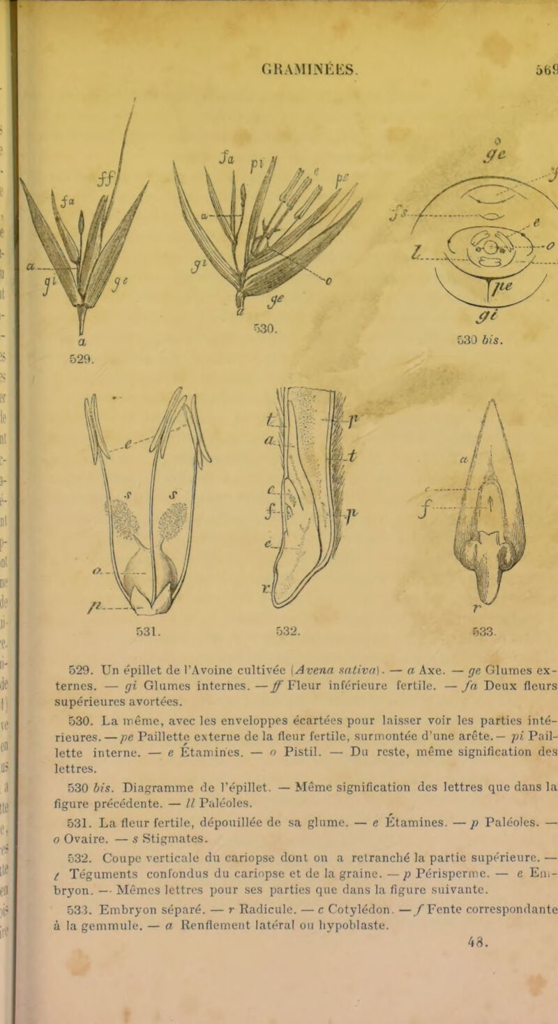 529. Un épillet de l’Avoine cultivée [Avenu saliva). — a Axe. — ge Glumes ex- ternes. — gi Glumes internes.—ff Fleur inférieure fertile. — fa Deux fleurs supérieures avortées. 530. La même, avec les enveloppes écartées pour laisser voir les parties inté- rieures. — pe Paillette externe de la fleur fertile, surmontée d’une arête. — pi Pail- lette interne. — e Etamines. — o Pistil. — Du reste, même signification des lettres. 530 bis. Diagramme de l'épillet. — Même signification des lettres que dans la figure précédente. — Il Paléoles. 531. La fleur fertile, dépouillée de sa glume. — e Etamines. — p Paléoles. — o Ovaire. — s Stigmates. 532. Coupe verticale du cariopse dont on a retranché la partie supérieure. — [ Téguments confondus du cariopse et de la graine. — p Périsperme. — e Em- bryon. — Mêmes lettres pour ses parties que dans la figure suivante. 533. Embryon séparé. — r Radicule. — c Cotylédon. —/Fente correspondante à la gemmule. — a Renflement latéral ou hypoblaste. 43.